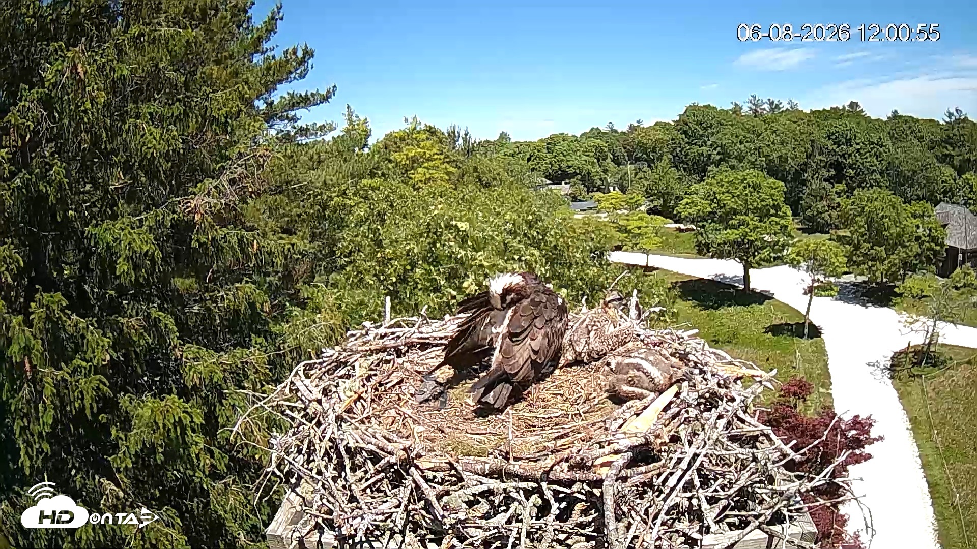 Snapshot of Mashpee Natl. Wildlife Refuge Live Osprey Cam taken Jun 8, 2026, 12:01pm EDT
