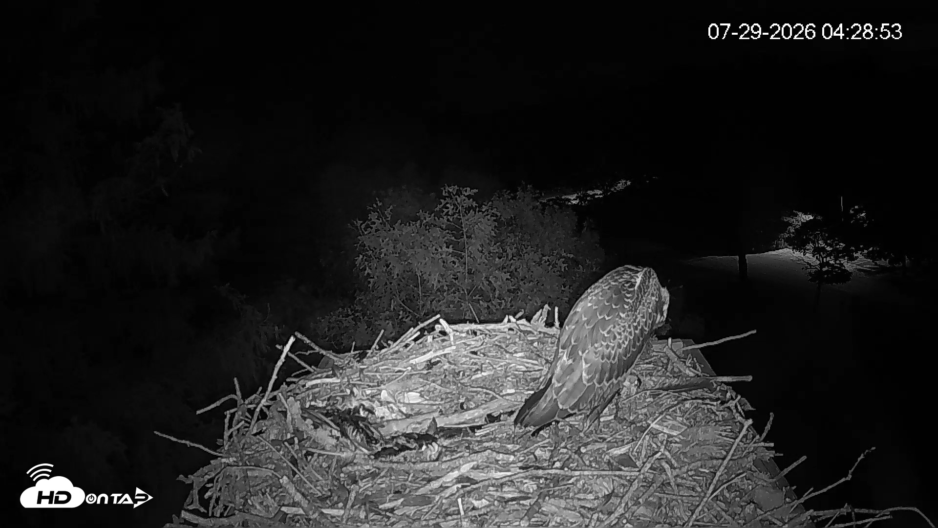 Snapshot of Mashpee Natl. Wildlife Refuge Live Osprey Cam taken Jul 29, 2026, 4:29am EDT