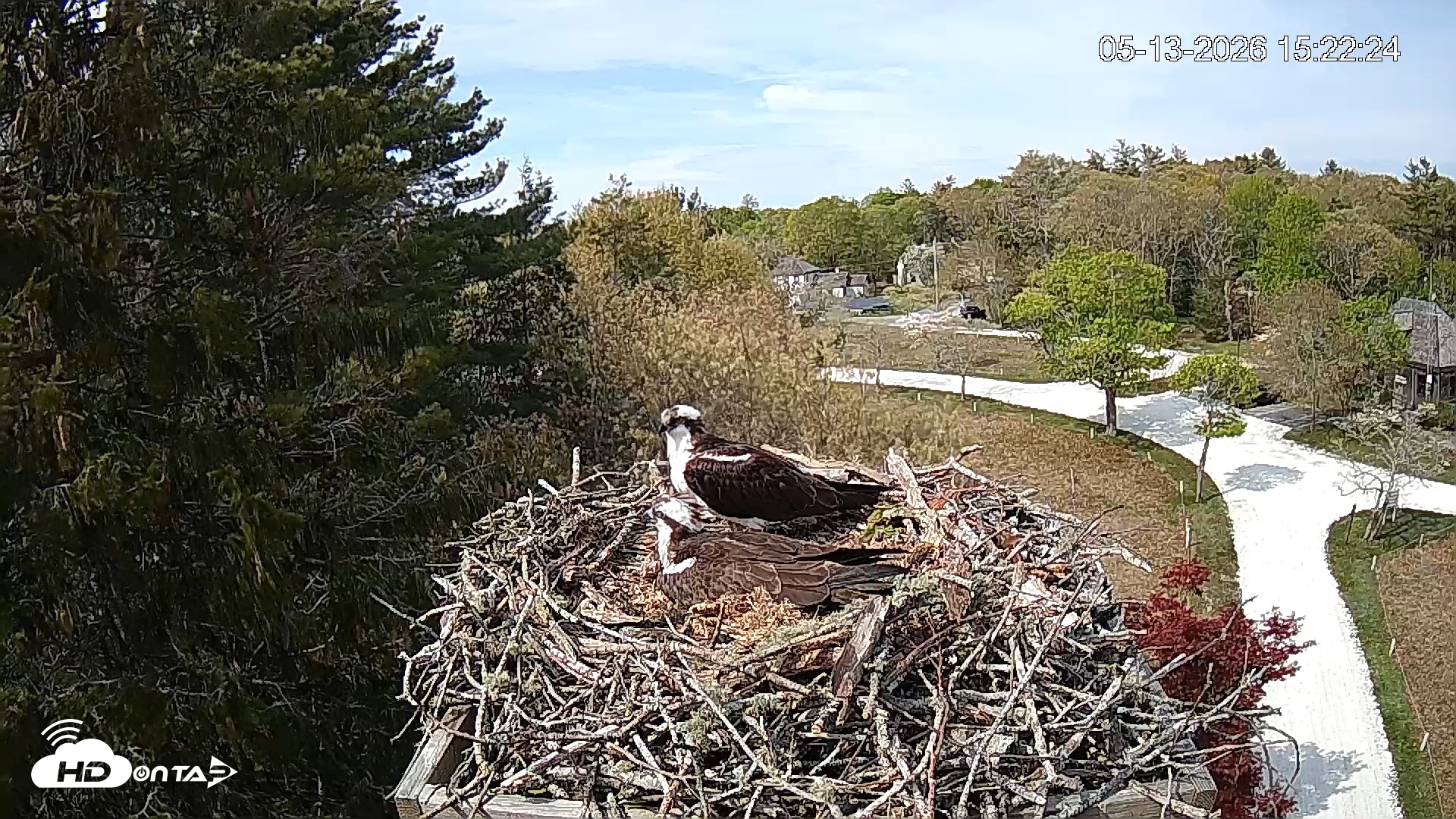Snapshot of Mashpee Natl. Wildlife Refuge Live Osprey Cam taken May 13, 2026, 3:22pm EDT