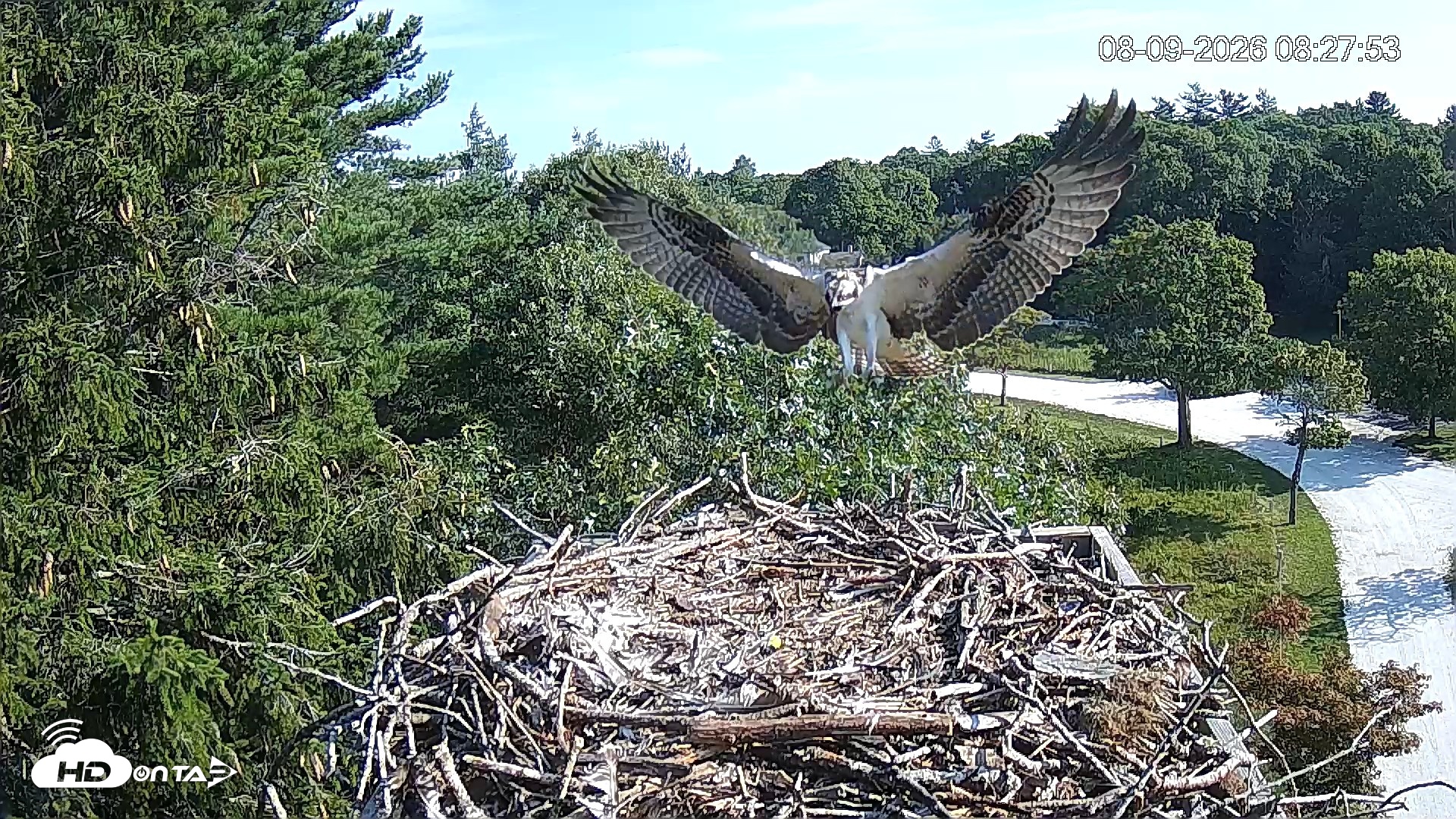 Snapshot of Mashpee Natl. Wildlife Refuge Live Osprey Cam taken Aug 9, 2026, 8:44am EDT