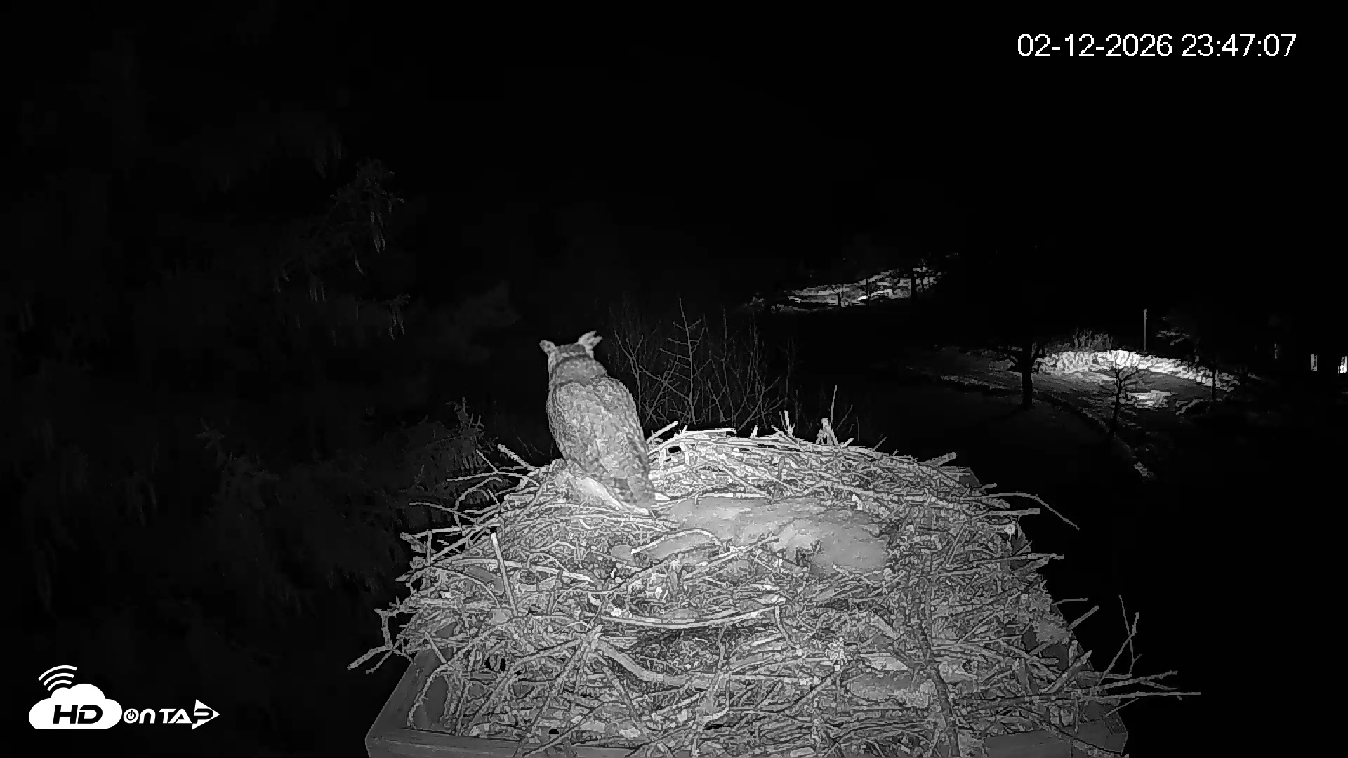 Snapshot of Mashpee Natl. Wildlife Refuge Live Osprey Cam taken Feb 12, 2026, 11:47pm EST