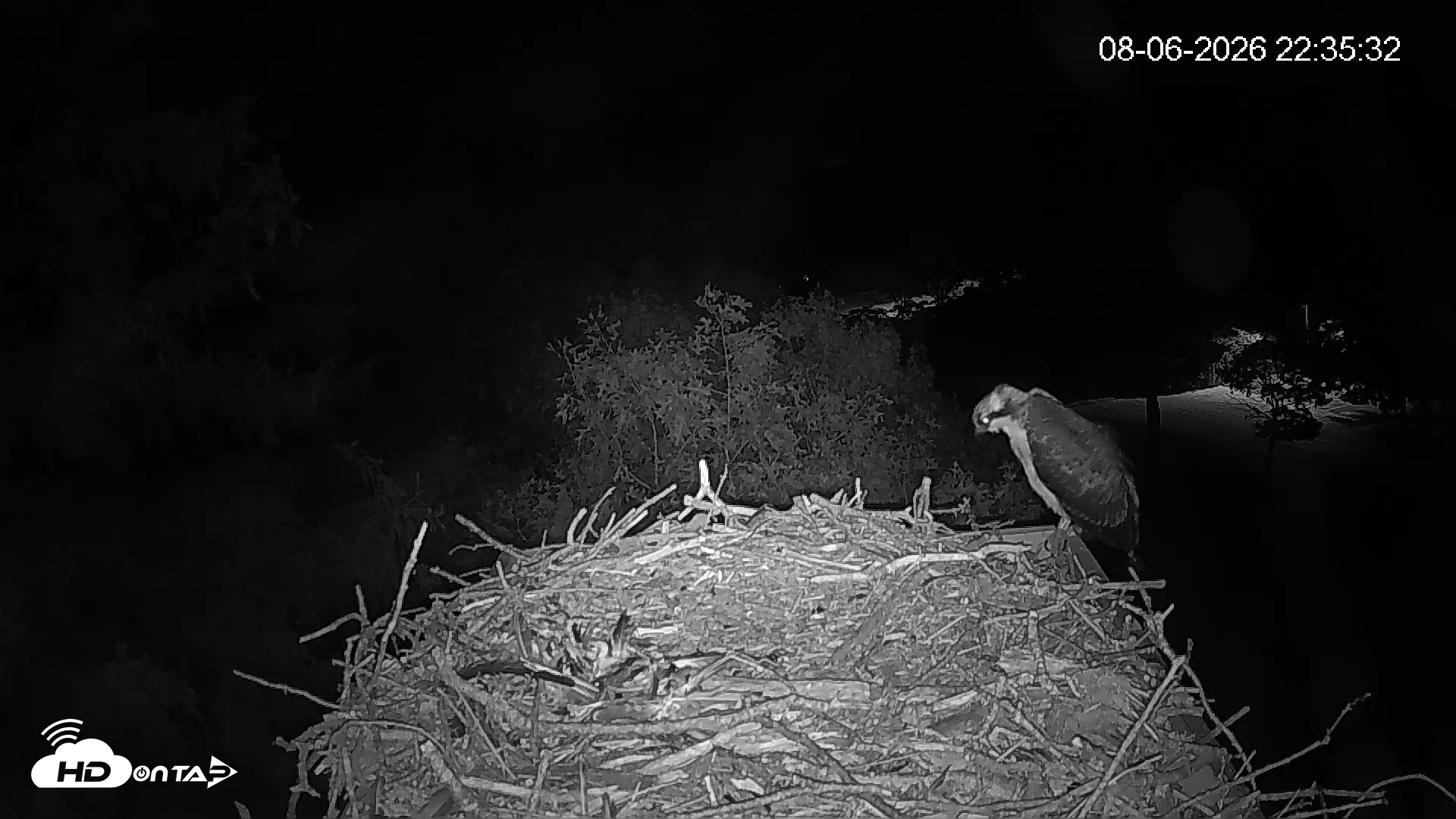 Snapshot of Mashpee Natl. Wildlife Refuge Live Osprey Cam taken Aug 6, 2026, 10:35pm EDT