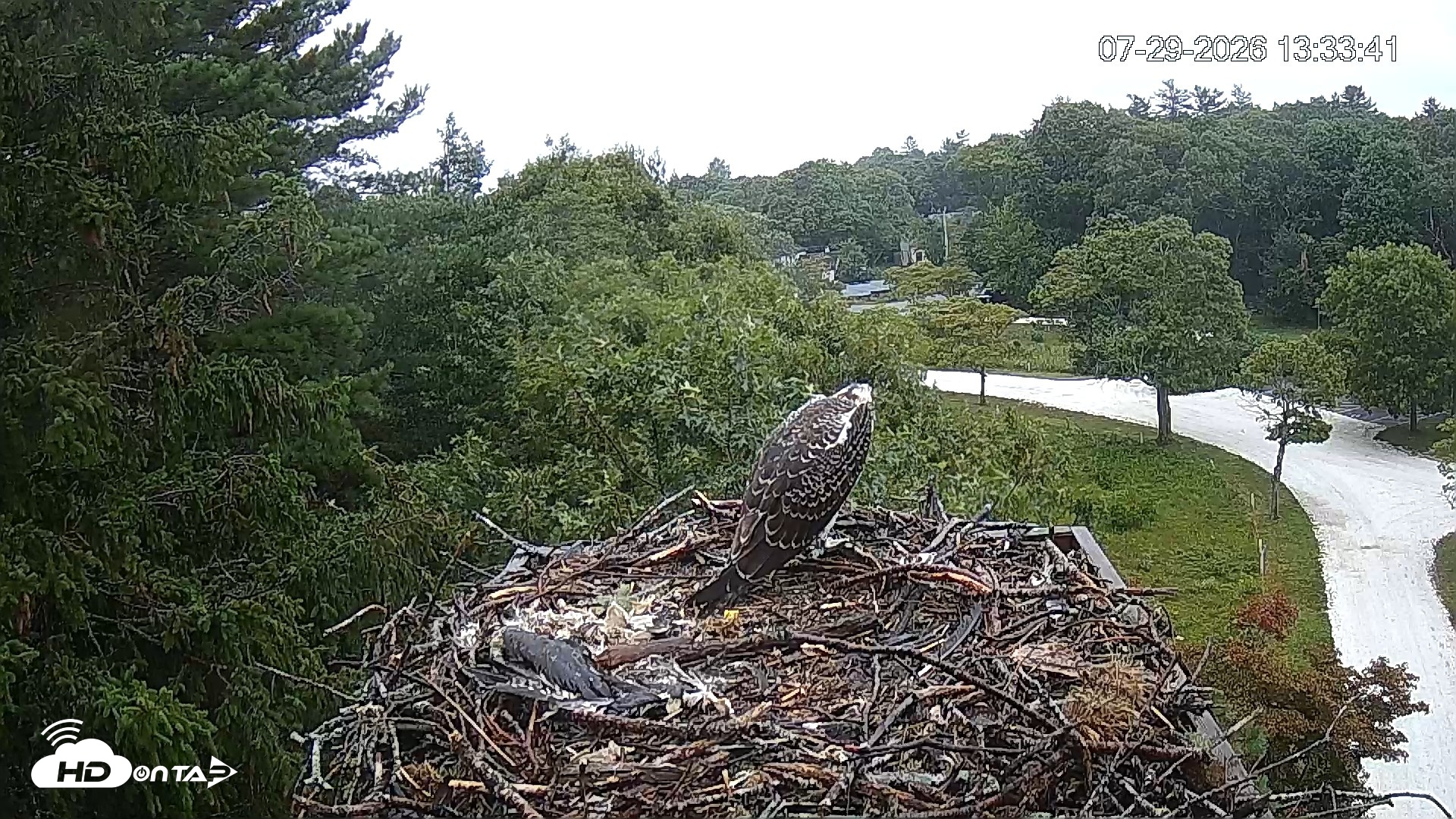 Snapshot of Mashpee Natl. Wildlife Refuge Live Osprey Cam taken Jul 29, 2026, 1:34pm EDT