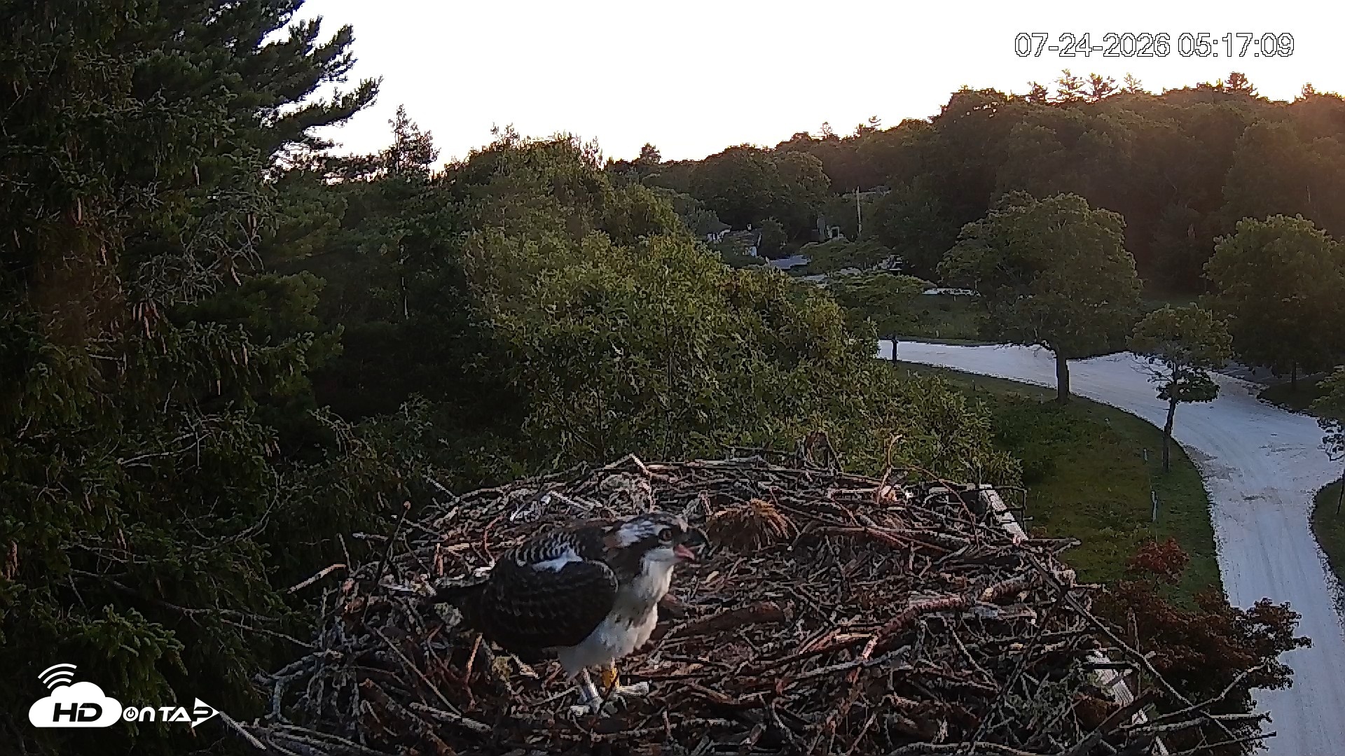 Snapshot of Mashpee Natl. Wildlife Refuge Live Osprey Cam taken Jul 24, 2026, 5:18am EDT