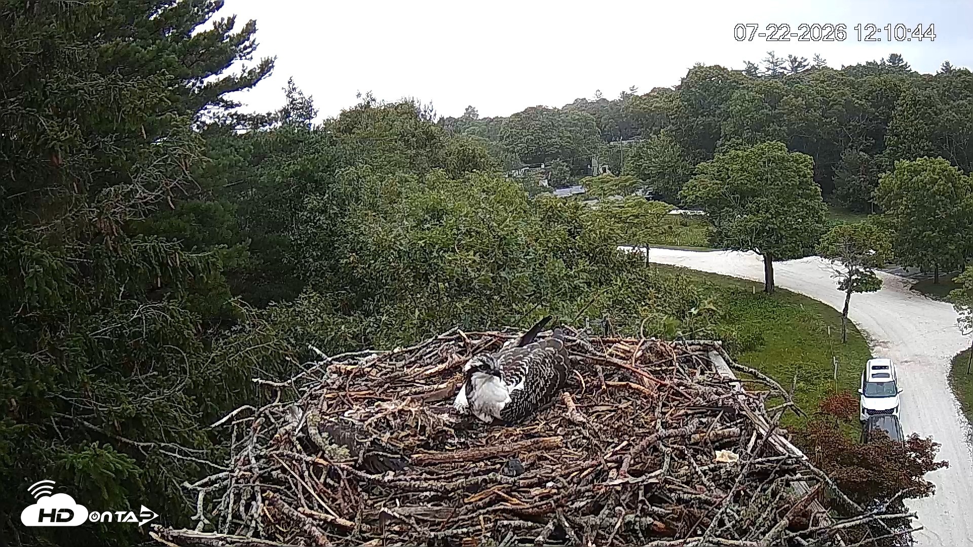 Snapshot of Mashpee Natl. Wildlife Refuge Live Osprey Cam taken Jul 22, 2026, 12:11pm EDT