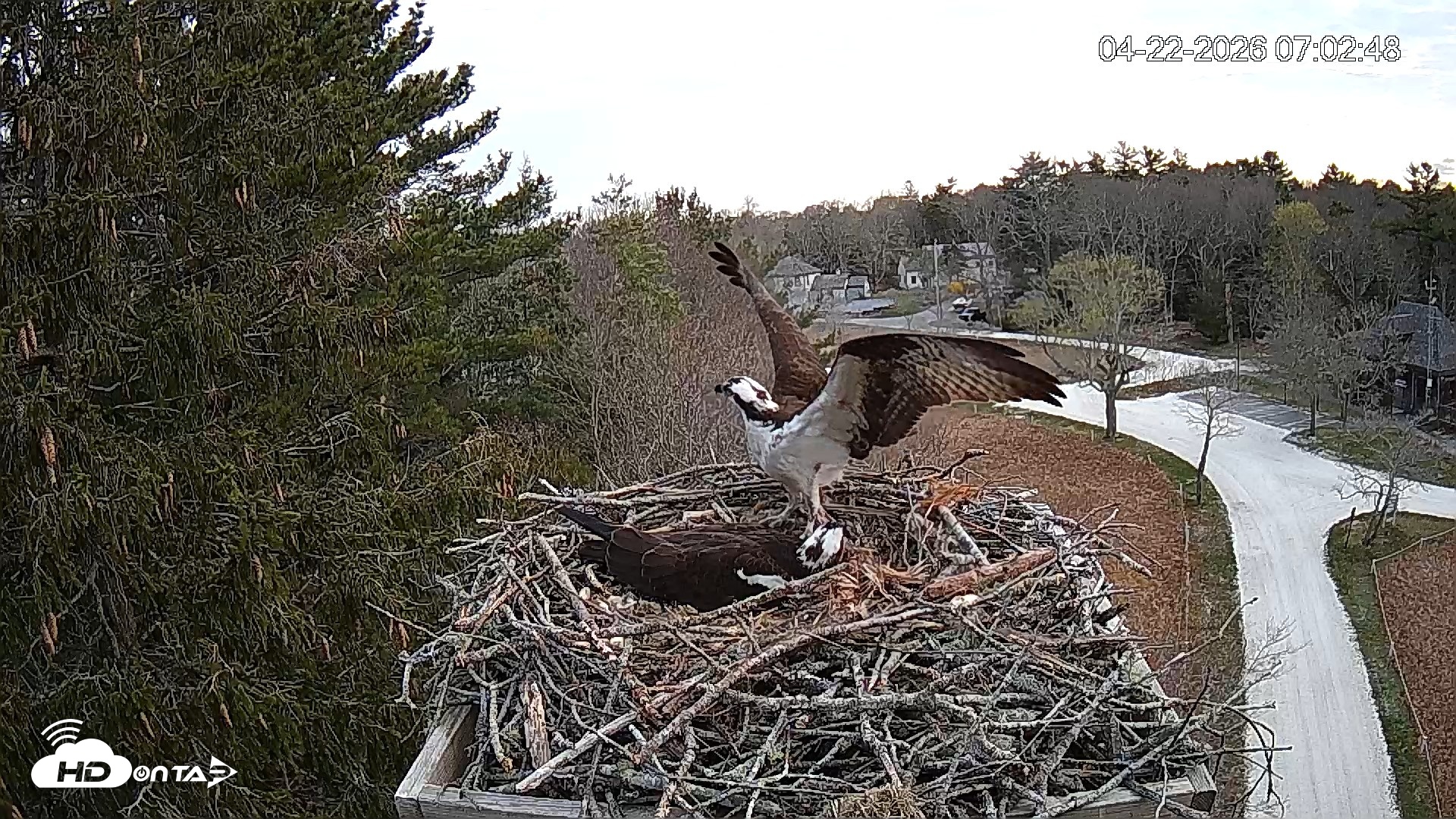Snapshot of Mashpee Natl. Wildlife Refuge Live Osprey Cam taken Apr 22, 2026, 7:19am EDT
