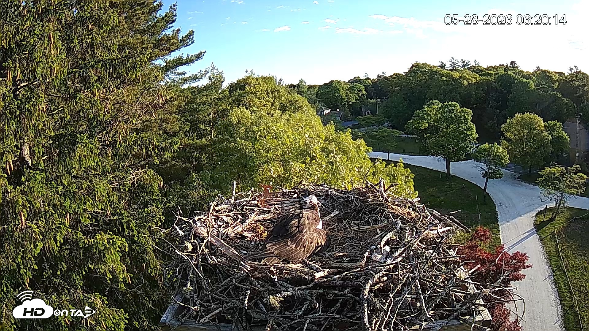 Snapshot of Mashpee Natl. Wildlife Refuge Live Osprey Cam taken May 28, 2026, 6:20am EDT