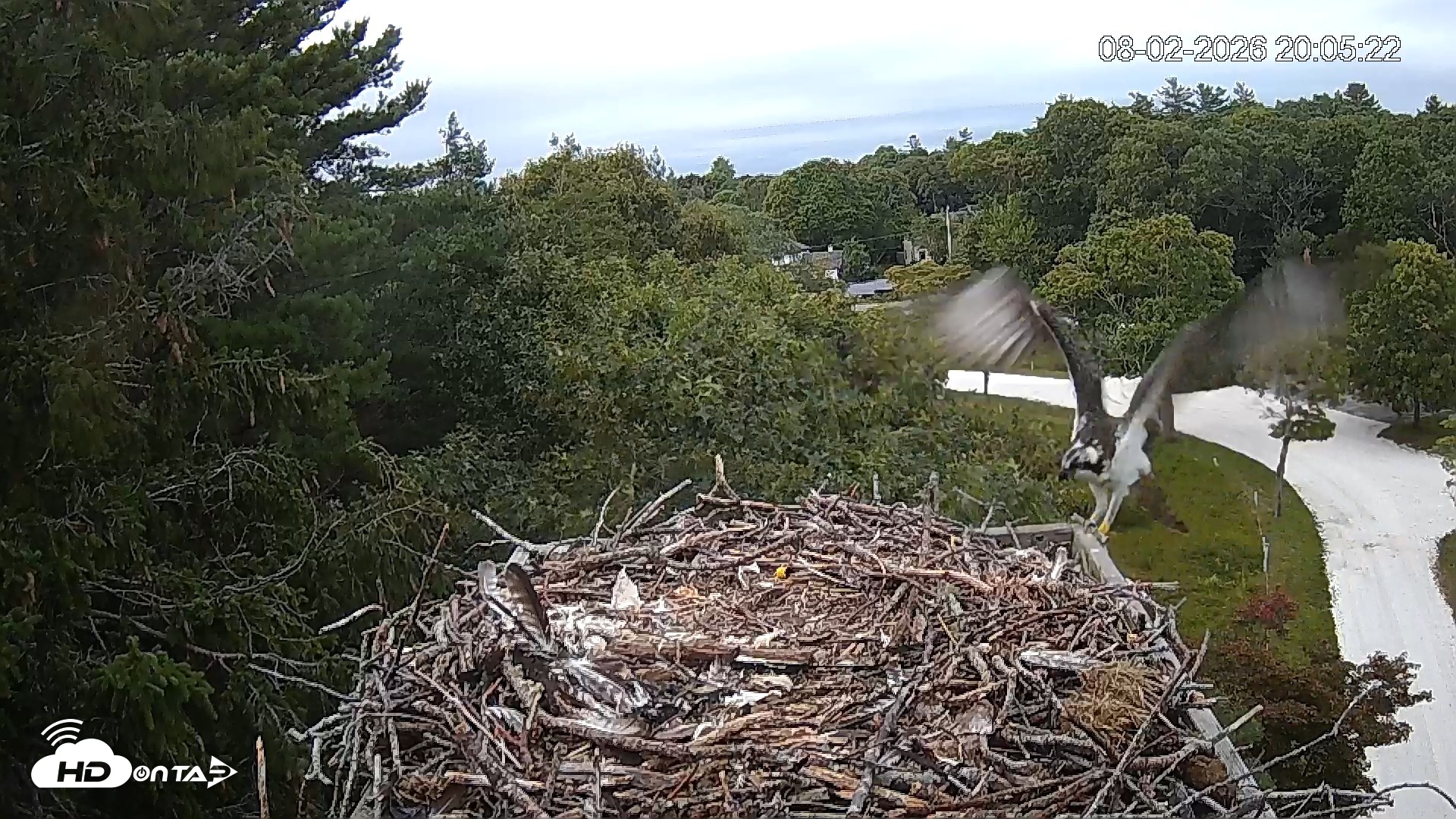 Snapshot of Mashpee Natl. Wildlife Refuge Live Osprey Cam taken Aug 2, 2026, 8:08pm EDT