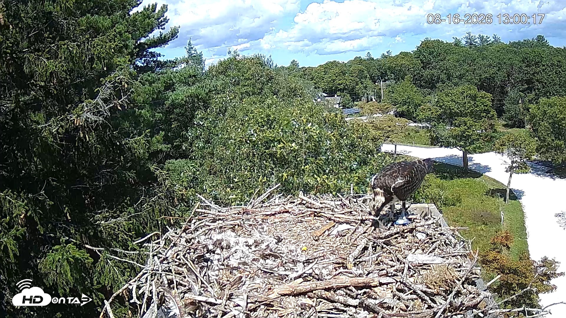 Snapshot of Mashpee Natl. Wildlife Refuge Live Osprey Cam taken Aug 16, 2026, 2:37pm EDT
