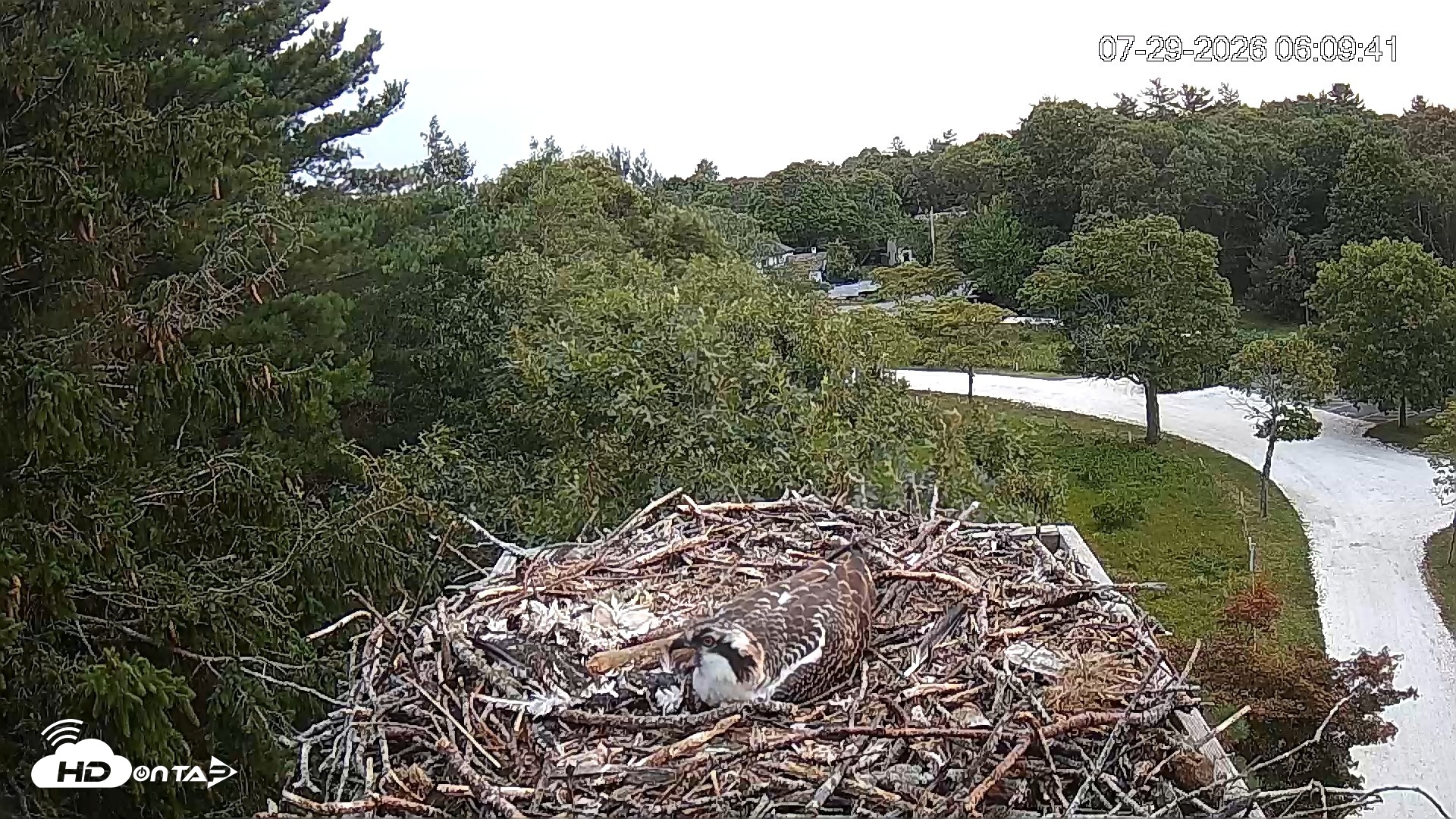 Snapshot of Mashpee Natl. Wildlife Refuge Live Osprey Cam taken Jul 29, 2026, 6:10am EDT
