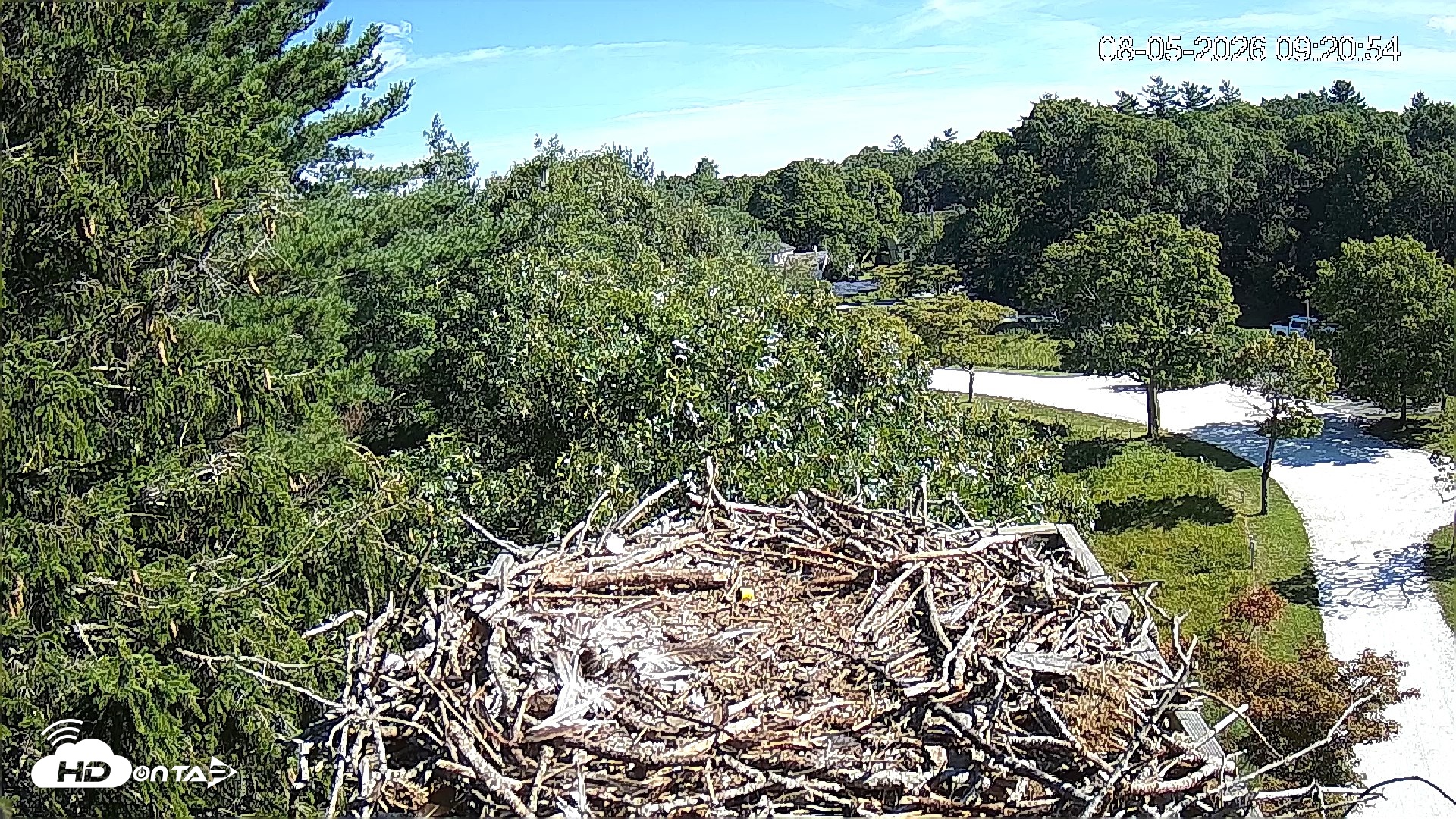 Snapshot of Mashpee Natl. Wildlife Refuge Live Osprey Cam taken Aug 5, 2026, 9:20am EDT