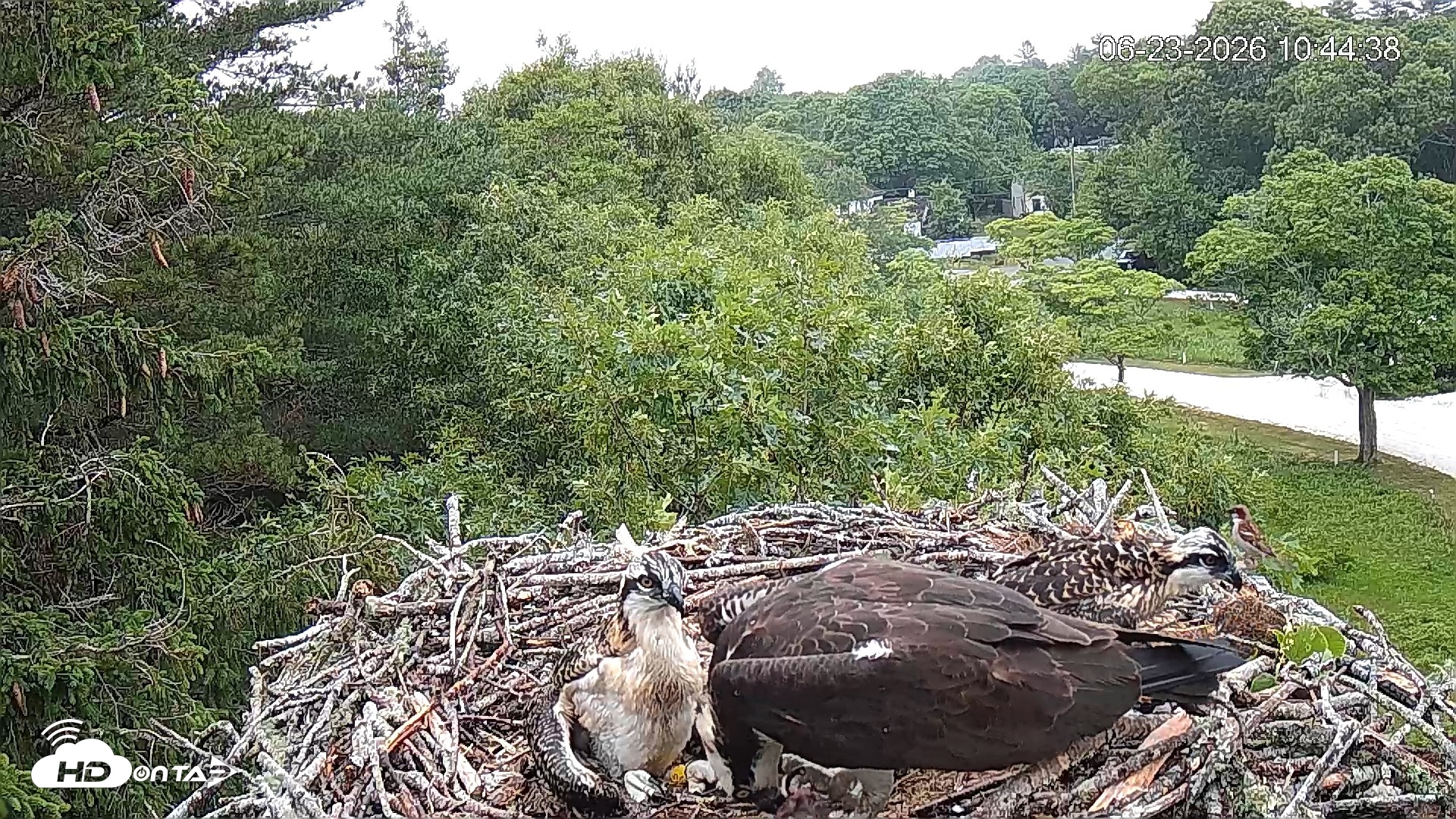 Snapshot of Mashpee Natl. Wildlife Refuge Live Osprey Cam taken Jun 23, 2026, 10:44am EDT