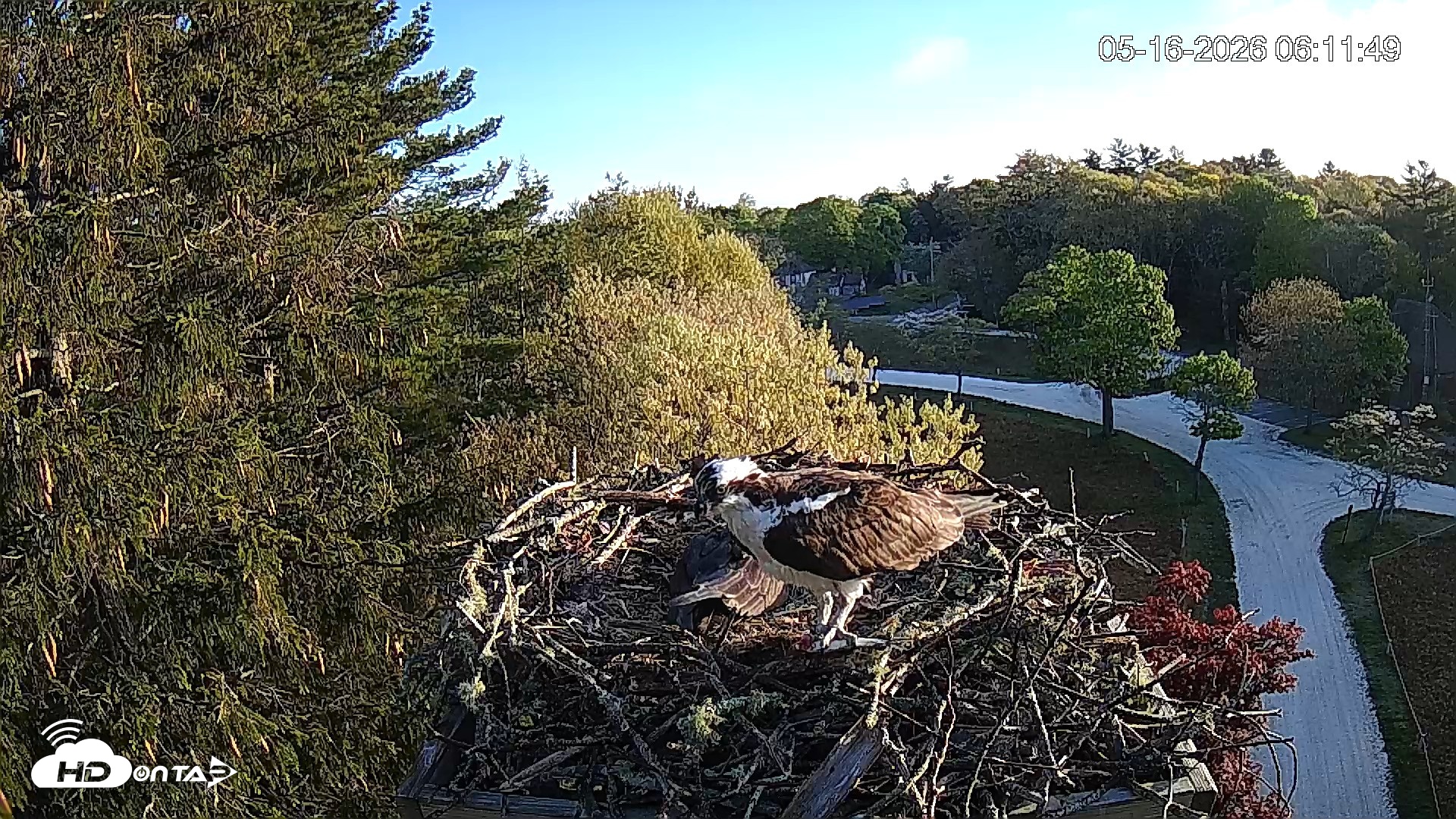 Snapshot of Mashpee Natl. Wildlife Refuge Live Osprey Cam taken May 16, 2026, 6:12am EDT