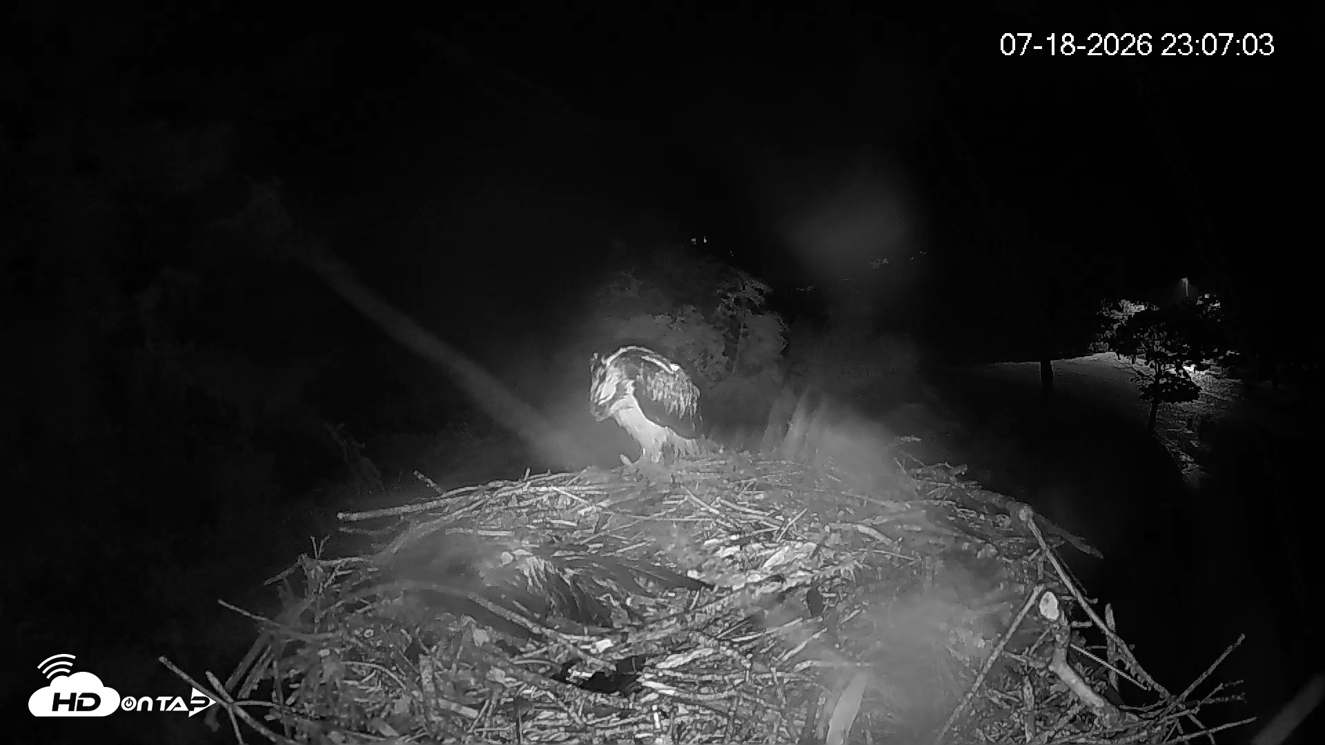 Snapshot of Mashpee Natl. Wildlife Refuge Live Osprey Cam taken Jul 18, 2026, 11:09pm EDT