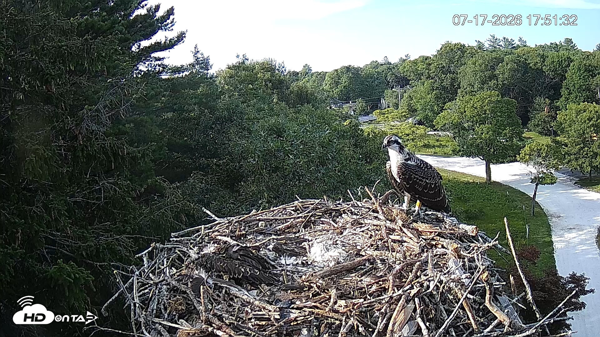 Snapshot of Mashpee Natl. Wildlife Refuge Live Osprey Cam taken Jul 17, 2026, 5:52pm EDT