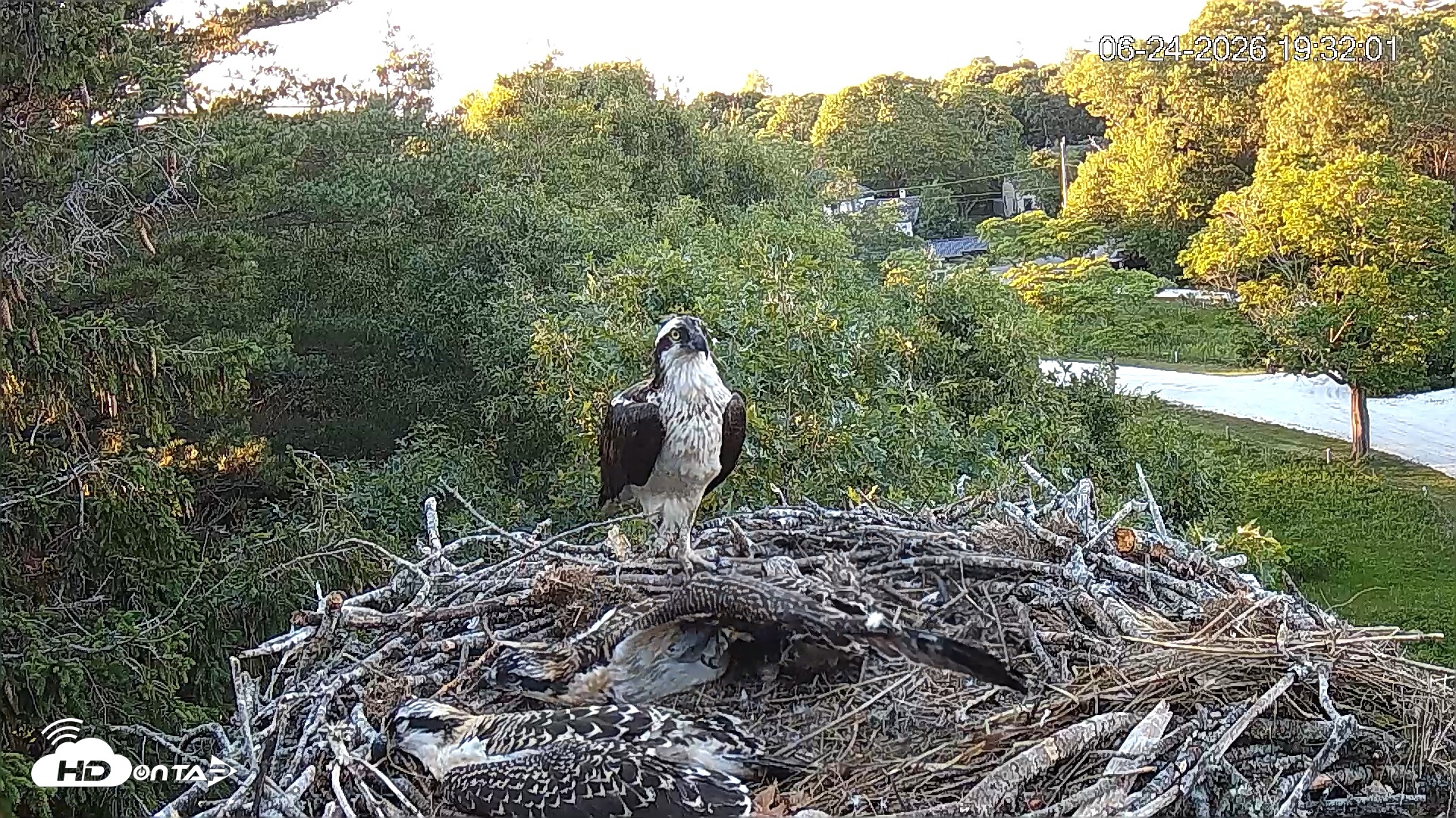 Snapshot of Mashpee Natl. Wildlife Refuge Live Osprey Cam taken Jun 24, 2026, 7:32pm EDT