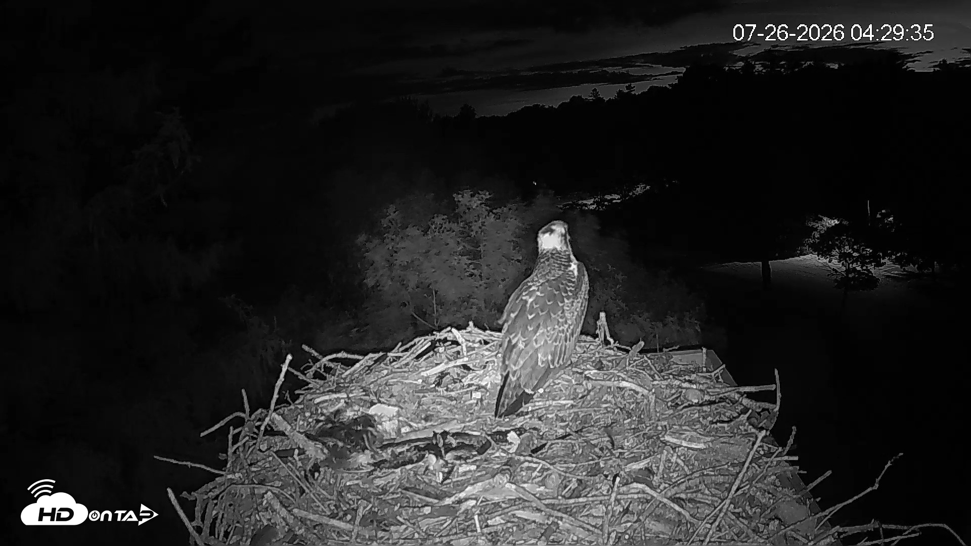 Snapshot of Mashpee Natl. Wildlife Refuge Live Osprey Cam taken Jul 26, 2026, 4:39am EDT
