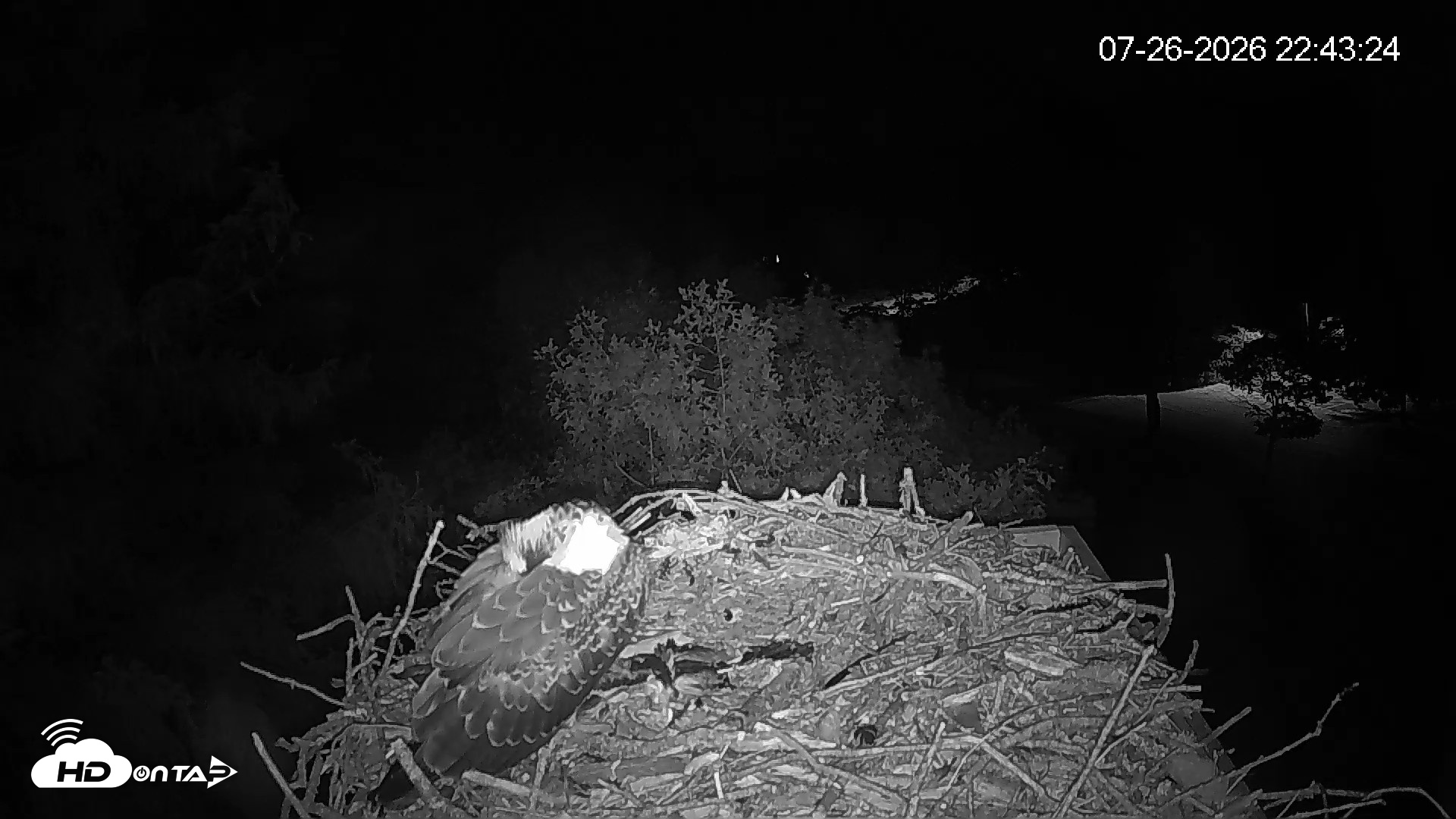 Snapshot of Mashpee Natl. Wildlife Refuge Live Osprey Cam taken Jul 26, 2026, 10:43pm EDT