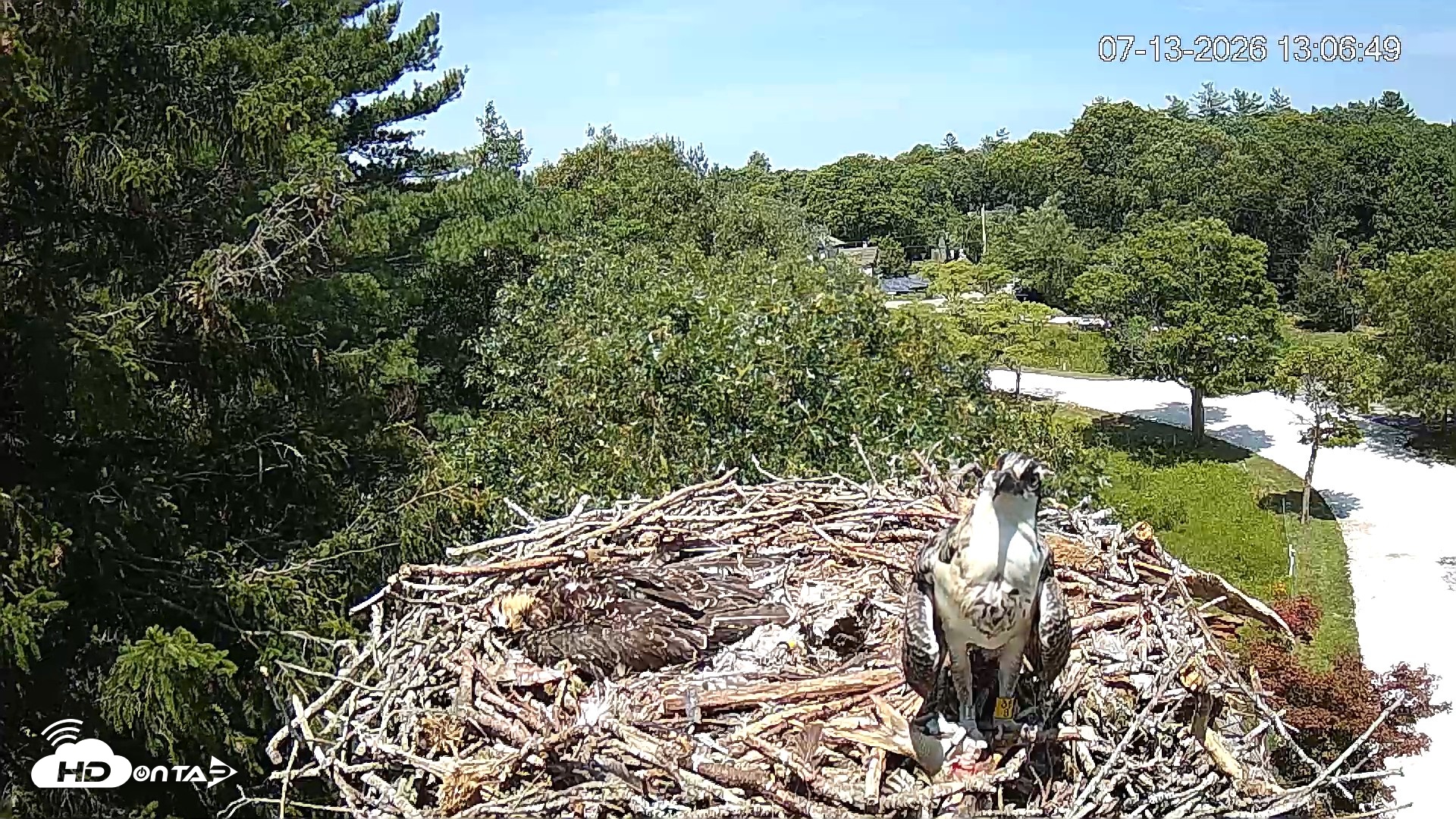 Snapshot of Mashpee Natl. Wildlife Refuge Live Osprey Cam taken Jul 13, 2026, 1:07pm EDT