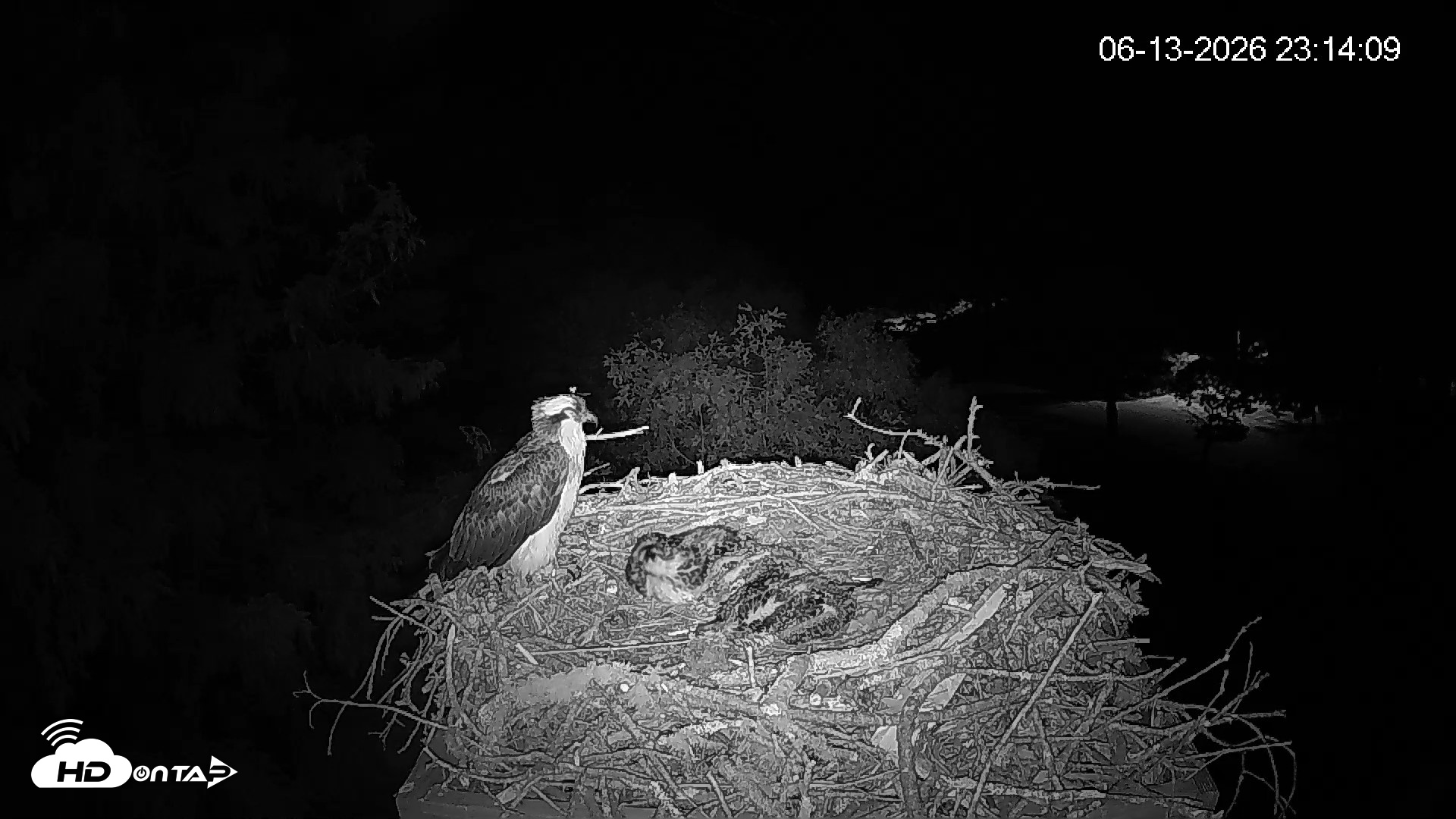 Snapshot of Mashpee Natl. Wildlife Refuge Live Osprey Cam taken Jun 13, 2026, 11:14pm EDT