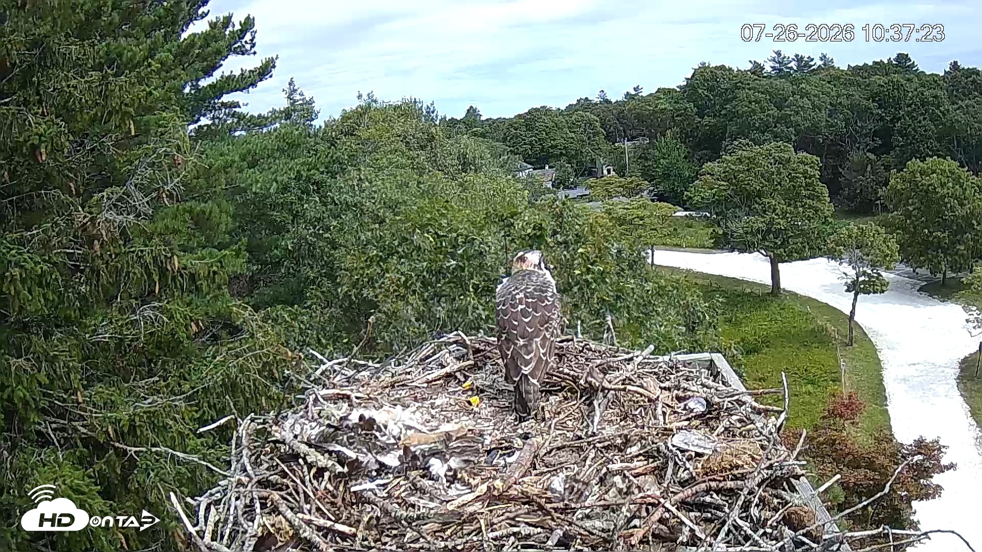 Snapshot of Mashpee Natl. Wildlife Refuge Live Osprey Cam taken Jul 26, 2026, 10:37am EDT