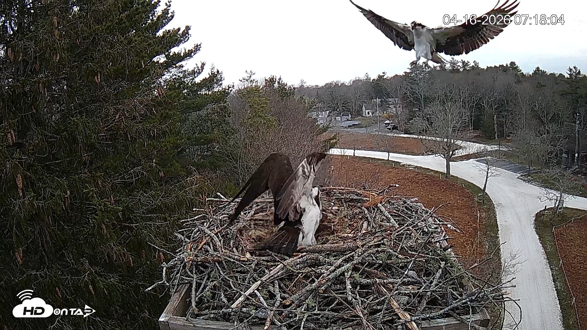 Snapshot of Mashpee Natl. Wildlife Refuge Live Osprey Cam taken Apr 16, 2026, 9:54am EDT