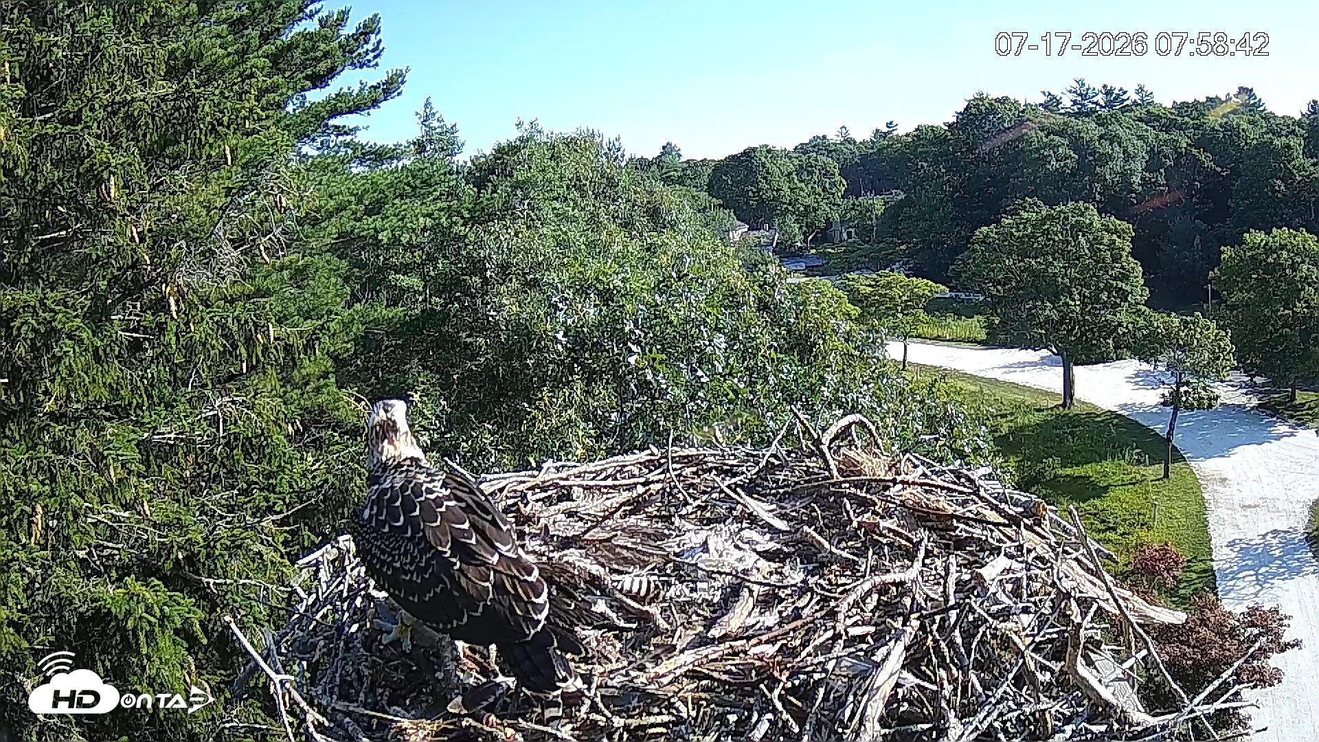 Snapshot of Mashpee Natl. Wildlife Refuge Live Osprey Cam taken Jul 17, 2026, 7:59am EDT