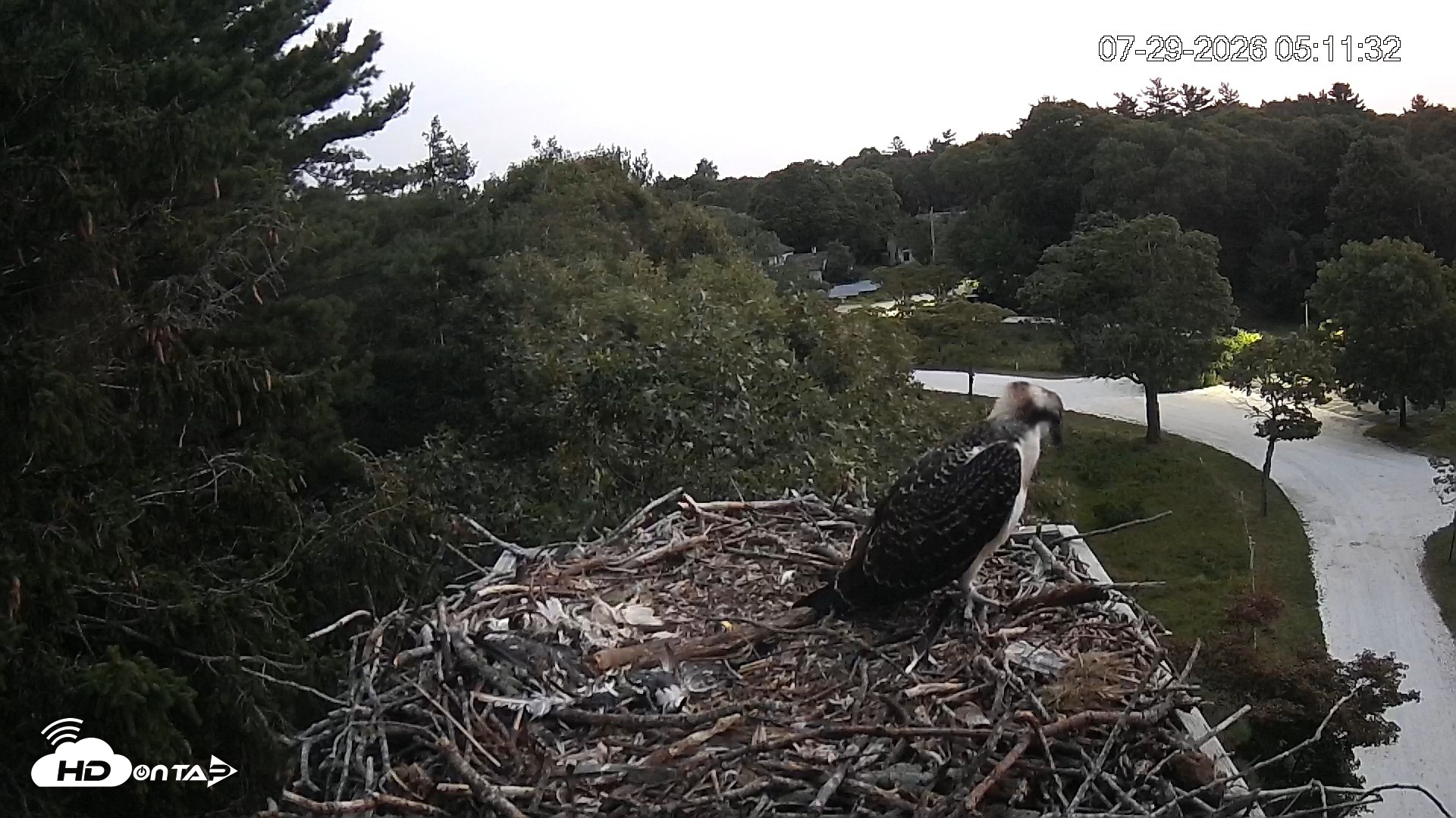 Snapshot of Mashpee Natl. Wildlife Refuge Live Osprey Cam taken Jul 29, 2026, 5:11am EDT