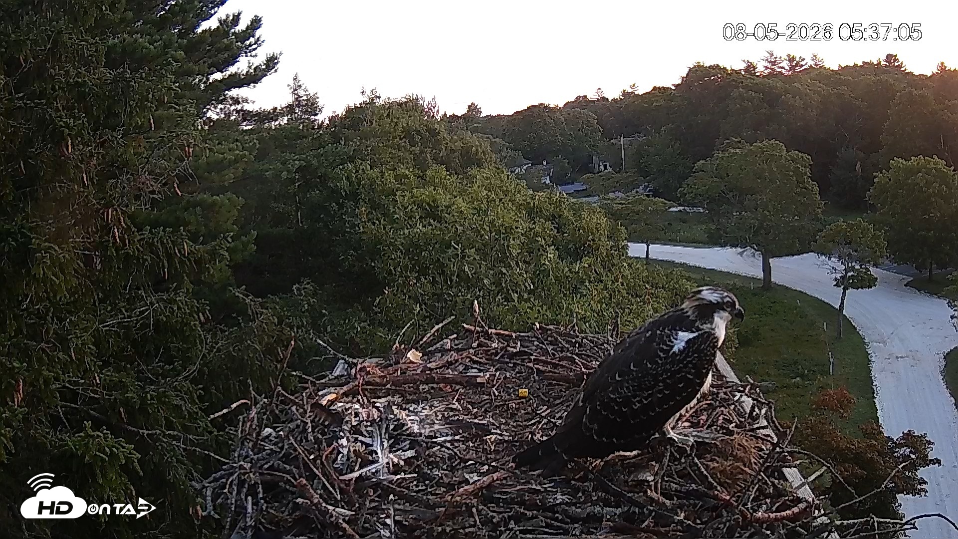 Snapshot of Mashpee Natl. Wildlife Refuge Live Osprey Cam taken Aug 5, 2026, 5:37am EDT