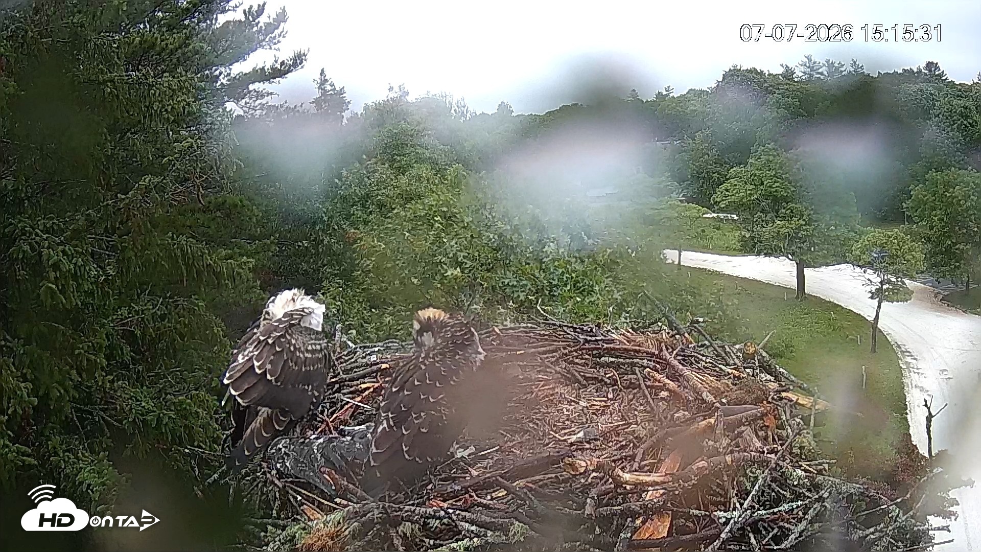 Snapshot of Mashpee Natl. Wildlife Refuge Live Osprey Cam taken Jul 7, 2026, 3:16pm EDT