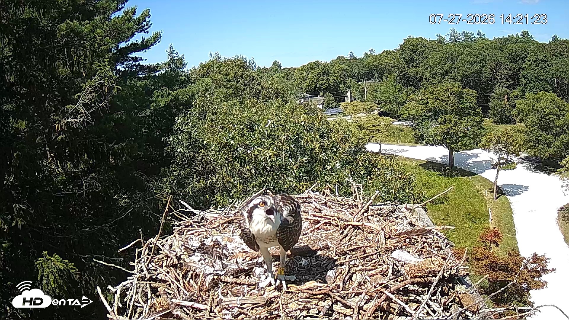 Snapshot of Mashpee Natl. Wildlife Refuge Live Osprey Cam taken Jul 27, 2026, 2:22pm EDT