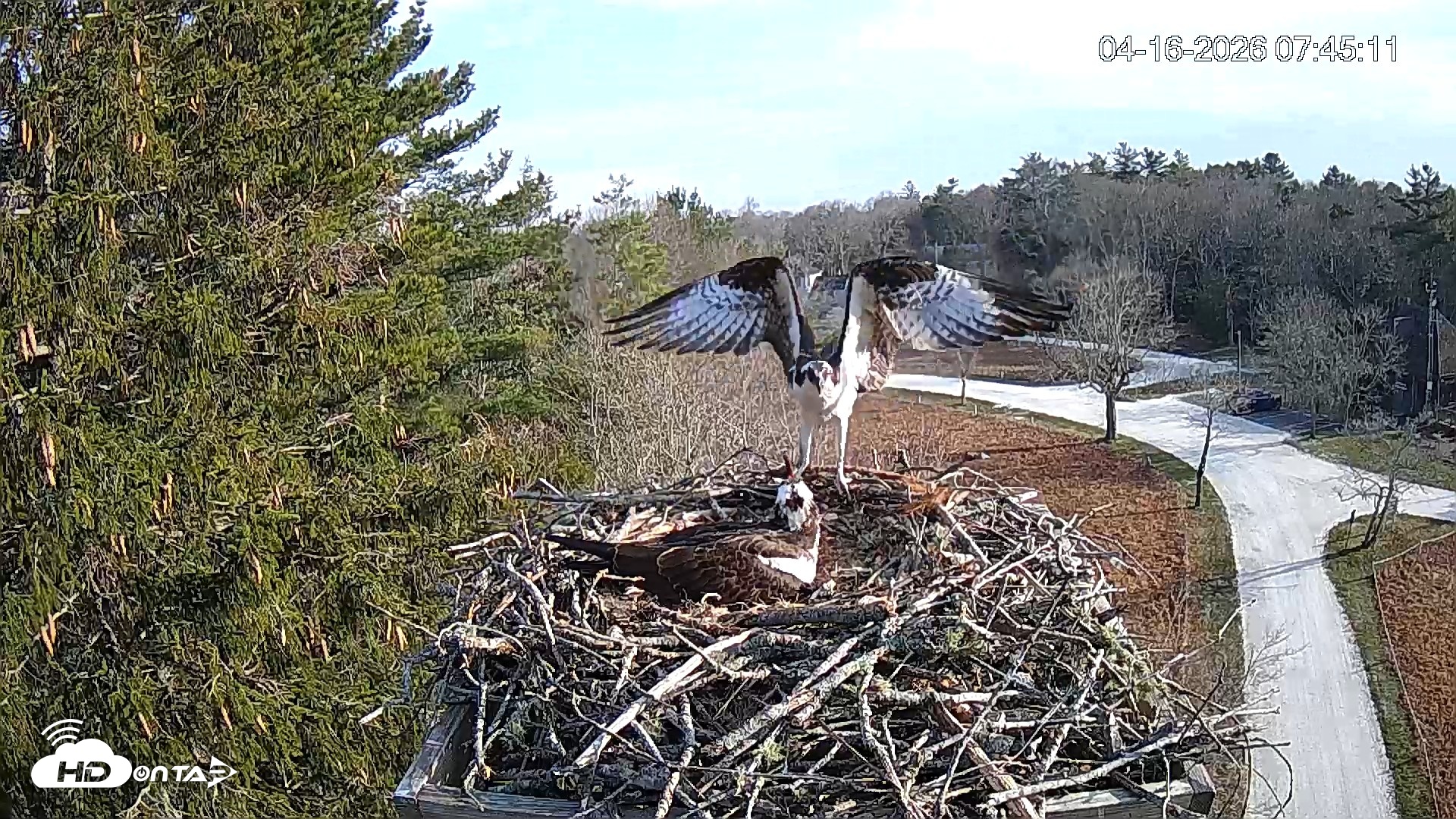Snapshot of Mashpee Natl. Wildlife Refuge Live Osprey Cam taken Apr 16, 2026, 9:58am EDT