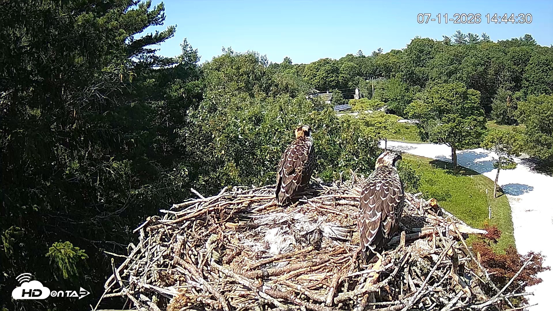 Snapshot of Mashpee Natl. Wildlife Refuge Live Osprey Cam taken Jul 11, 2026, 2:45pm EDT