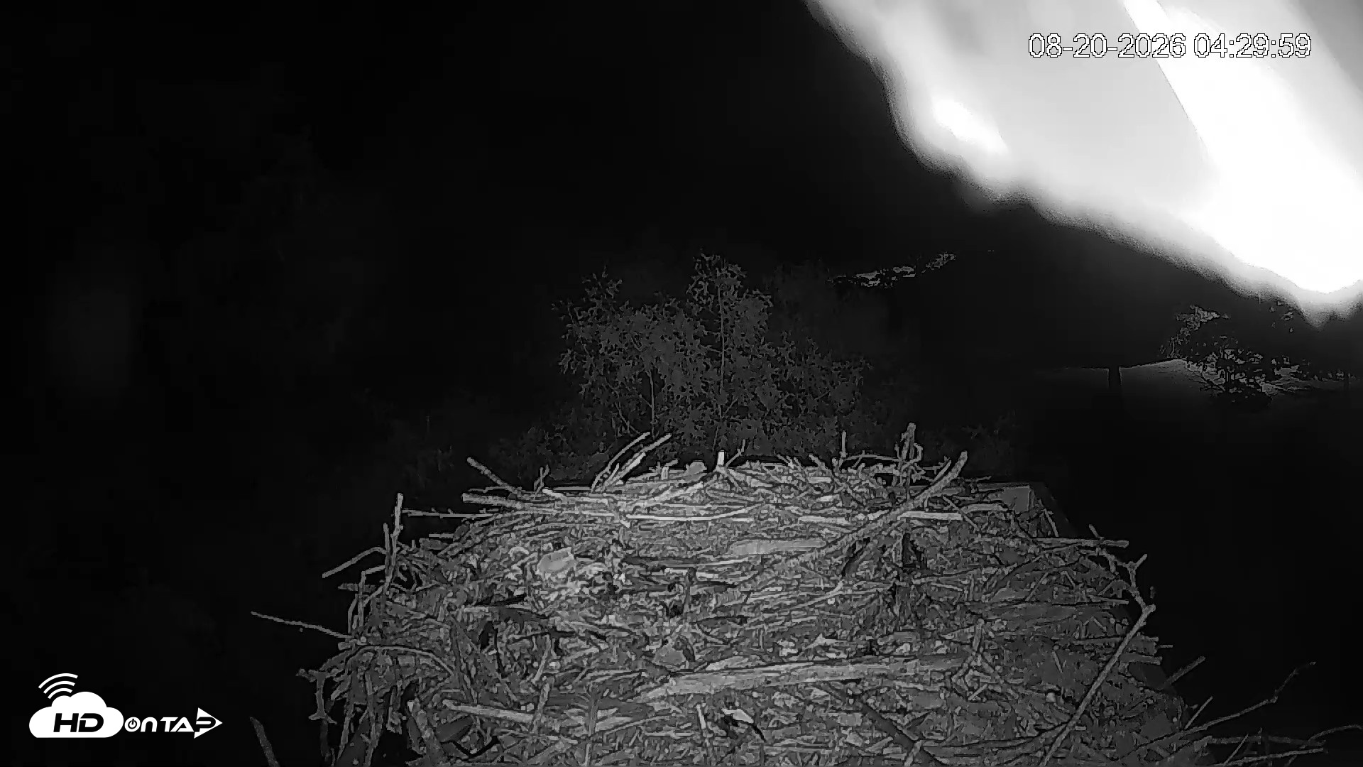 Snapshot of Mashpee Natl. Wildlife Refuge Live Osprey Cam taken Aug 20, 2026, 4:30am EDT