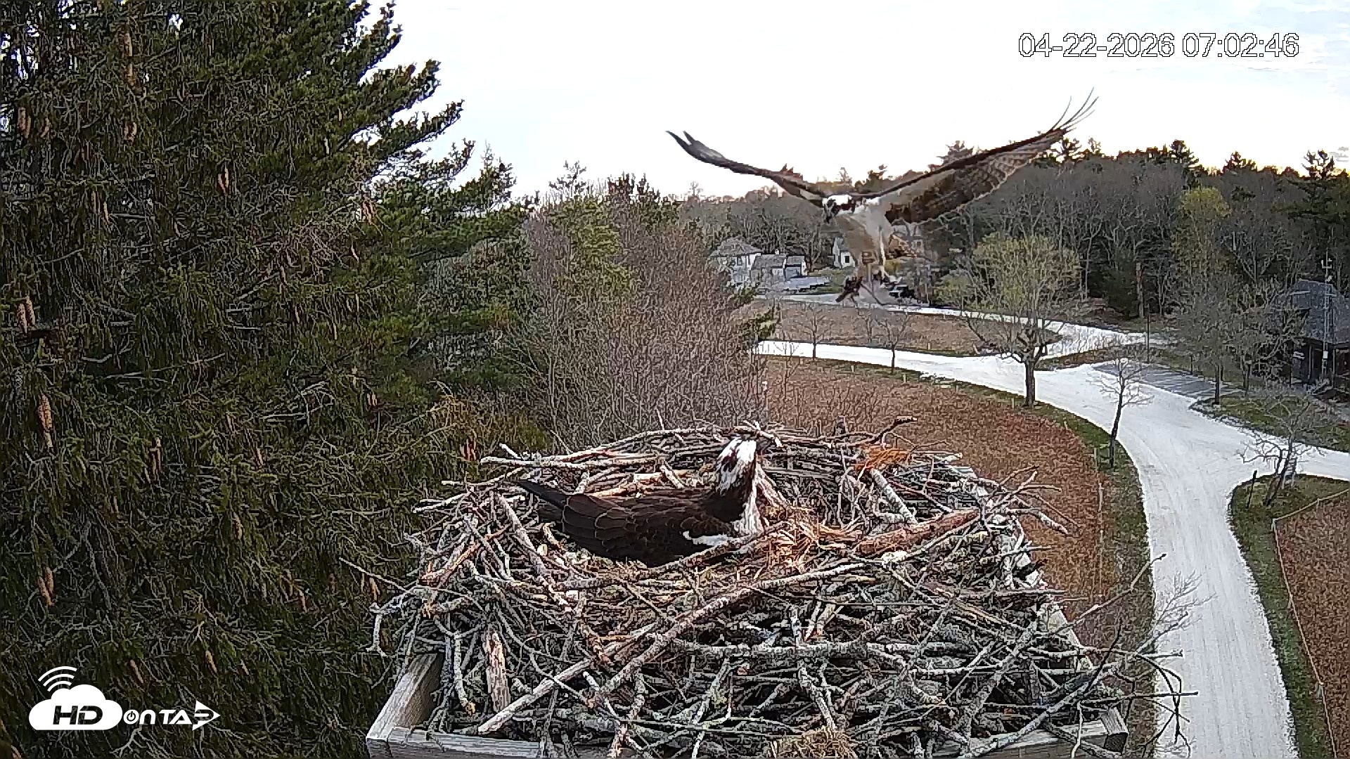 Snapshot of Mashpee Natl. Wildlife Refuge Live Osprey Cam taken Apr 22, 2026, 7:19am EDT
