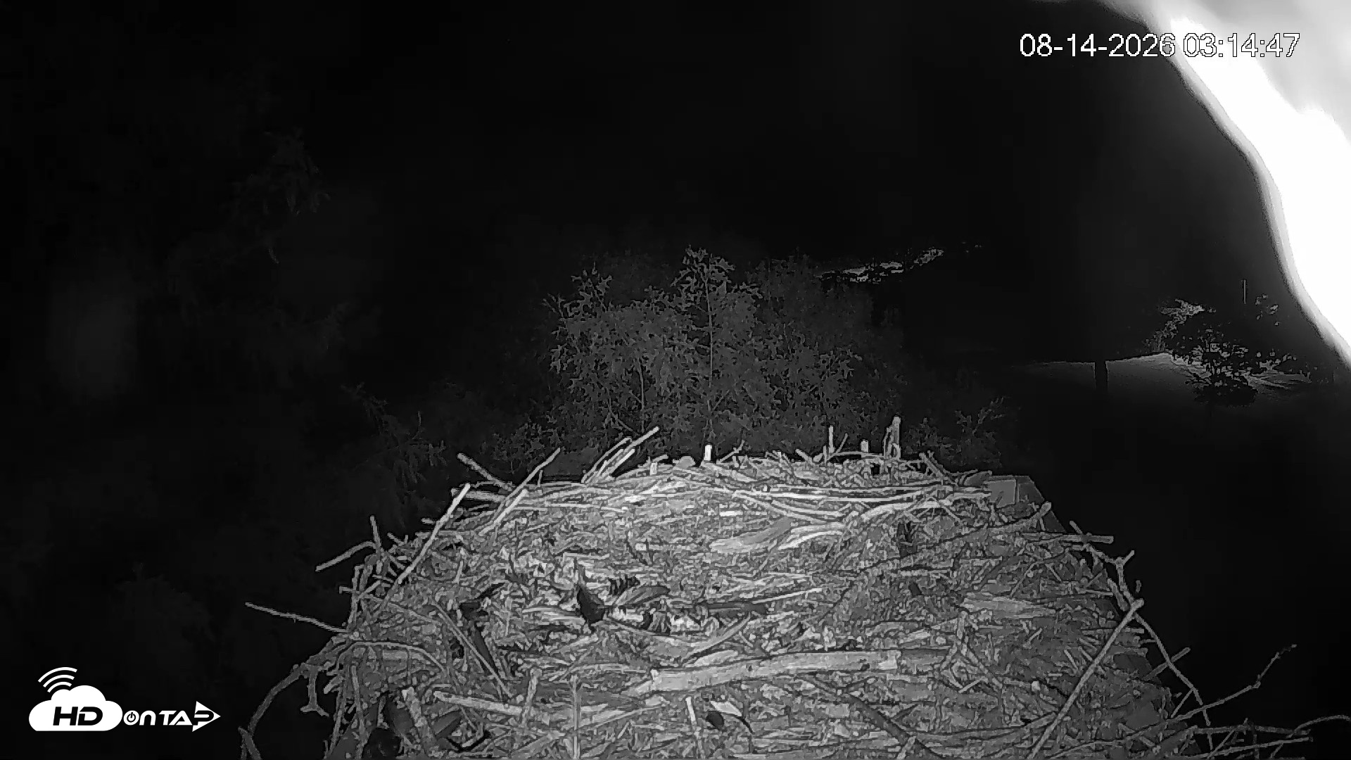Snapshot of Mashpee Natl. Wildlife Refuge Live Osprey Cam taken Aug 14, 2026, 3:14am EDT