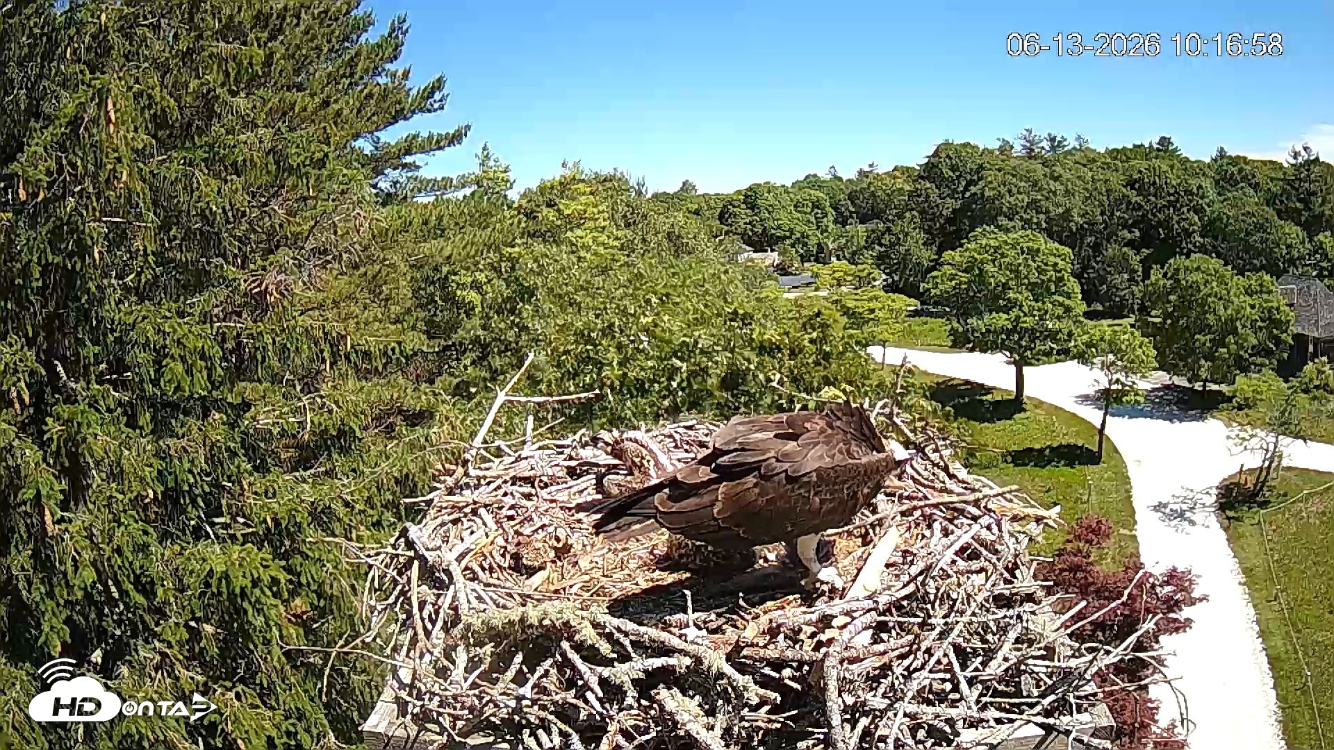 Snapshot of Mashpee Natl. Wildlife Refuge Live Osprey Cam taken Jun 13, 2026, 10:17am EDT
