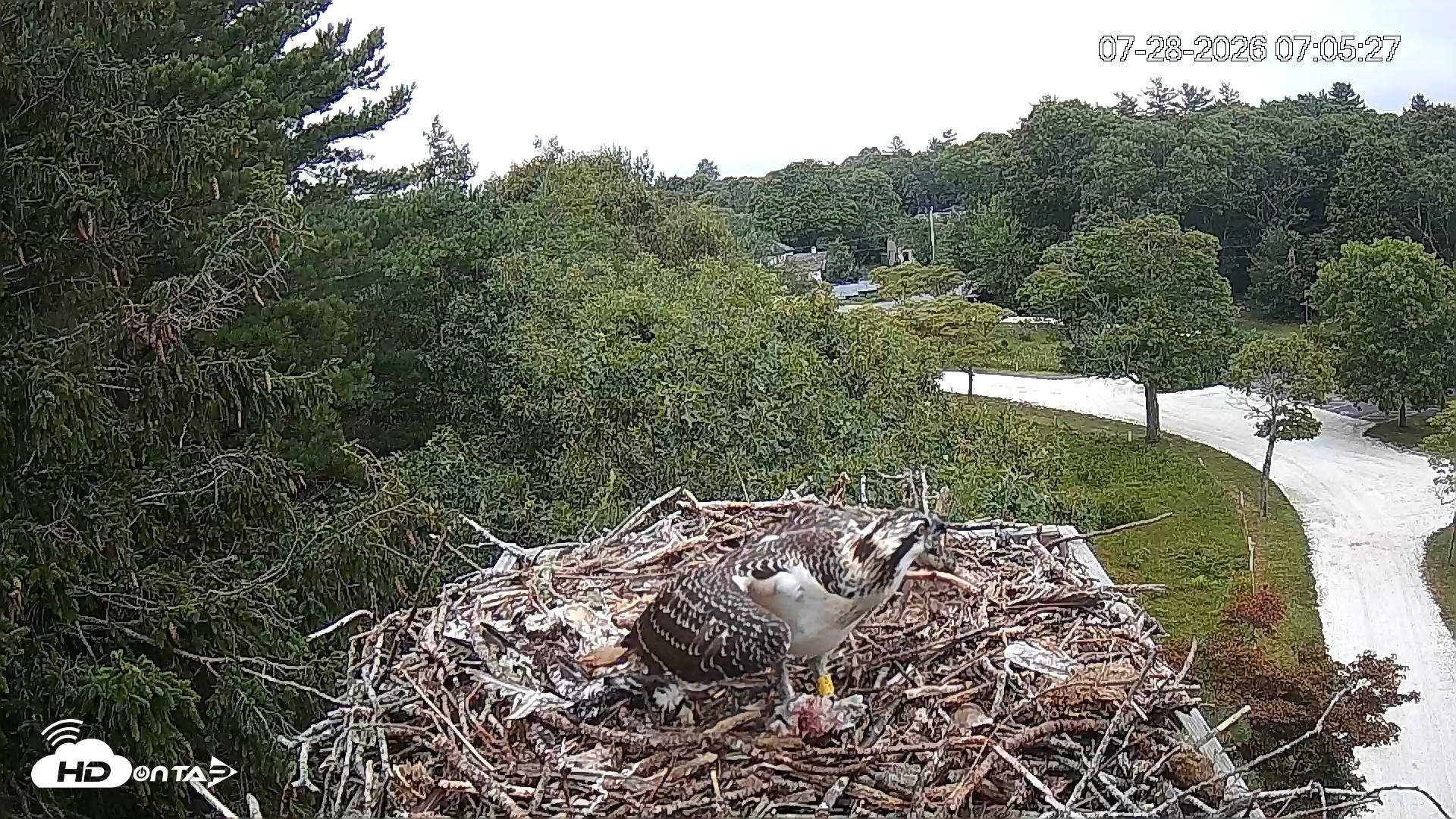 Snapshot of Mashpee Natl. Wildlife Refuge Live Osprey Cam taken Jul 28, 2026, 7:05am EDT