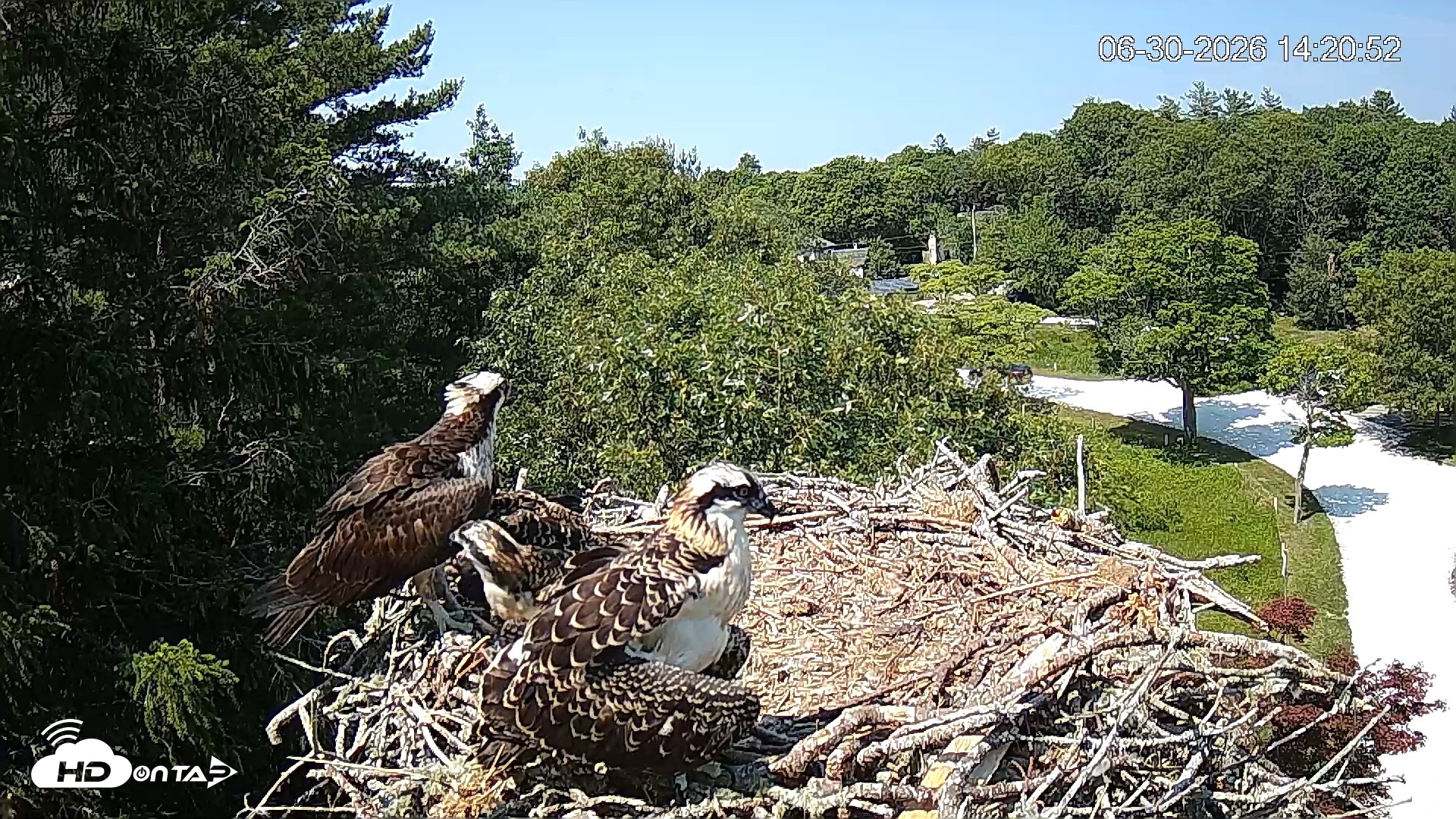 Snapshot of Mashpee Natl. Wildlife Refuge Live Osprey Cam taken Jun 30, 2026, 2:21pm EDT