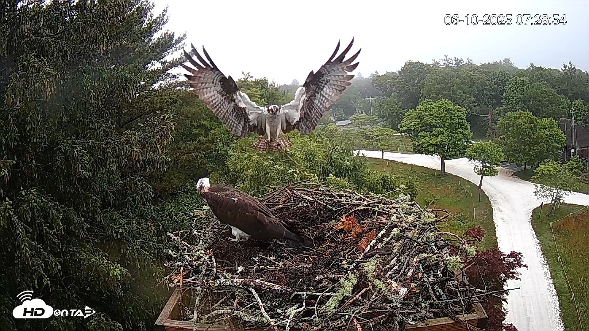 Snapshot of Mashpee Natl. Wildlife Refuge Live Osprey Cam taken Jun 10, 2025, 7:35am EDT