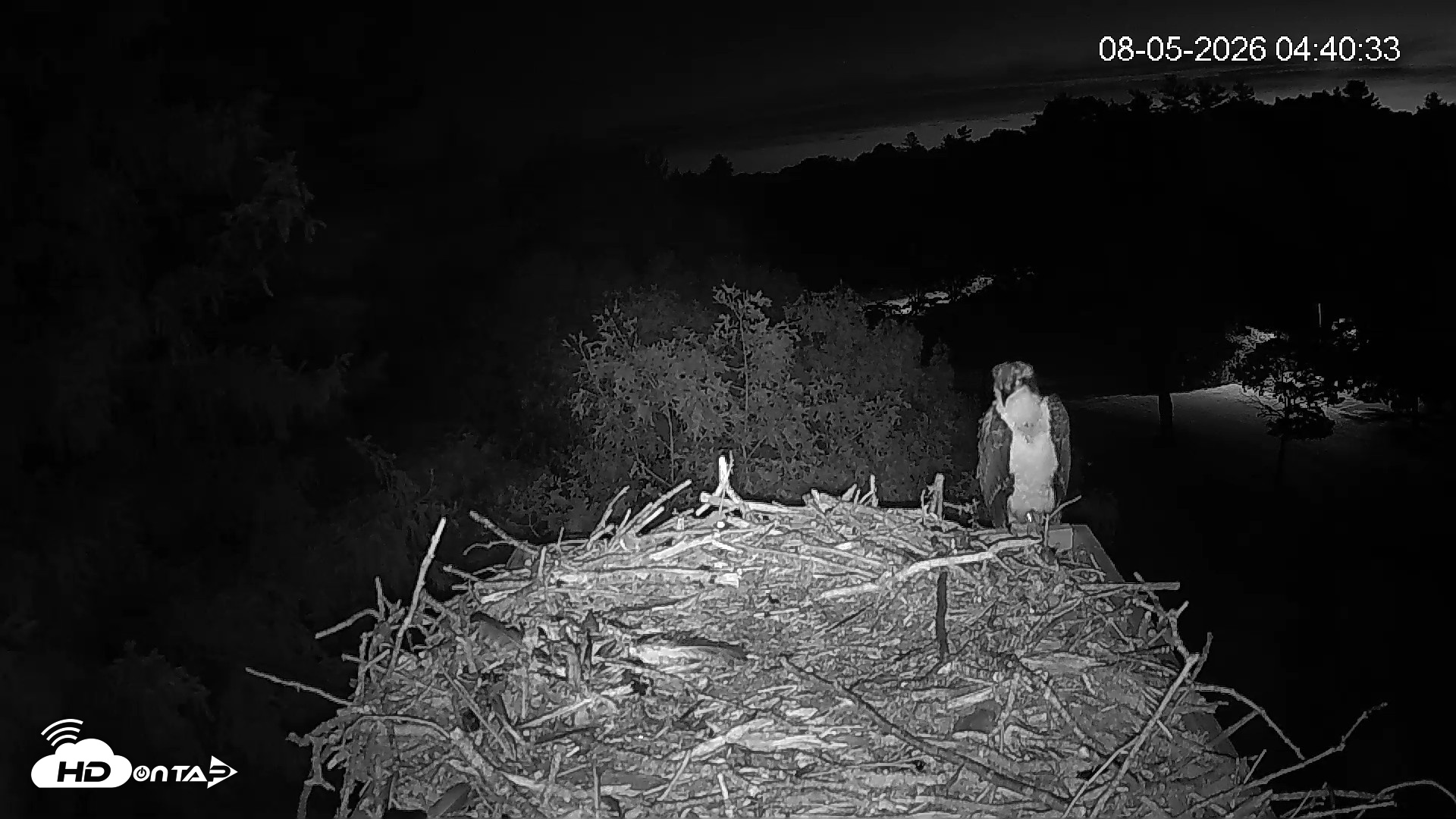 Snapshot of Mashpee Natl. Wildlife Refuge Live Osprey Cam taken Aug 5, 2026, 4:40am EDT