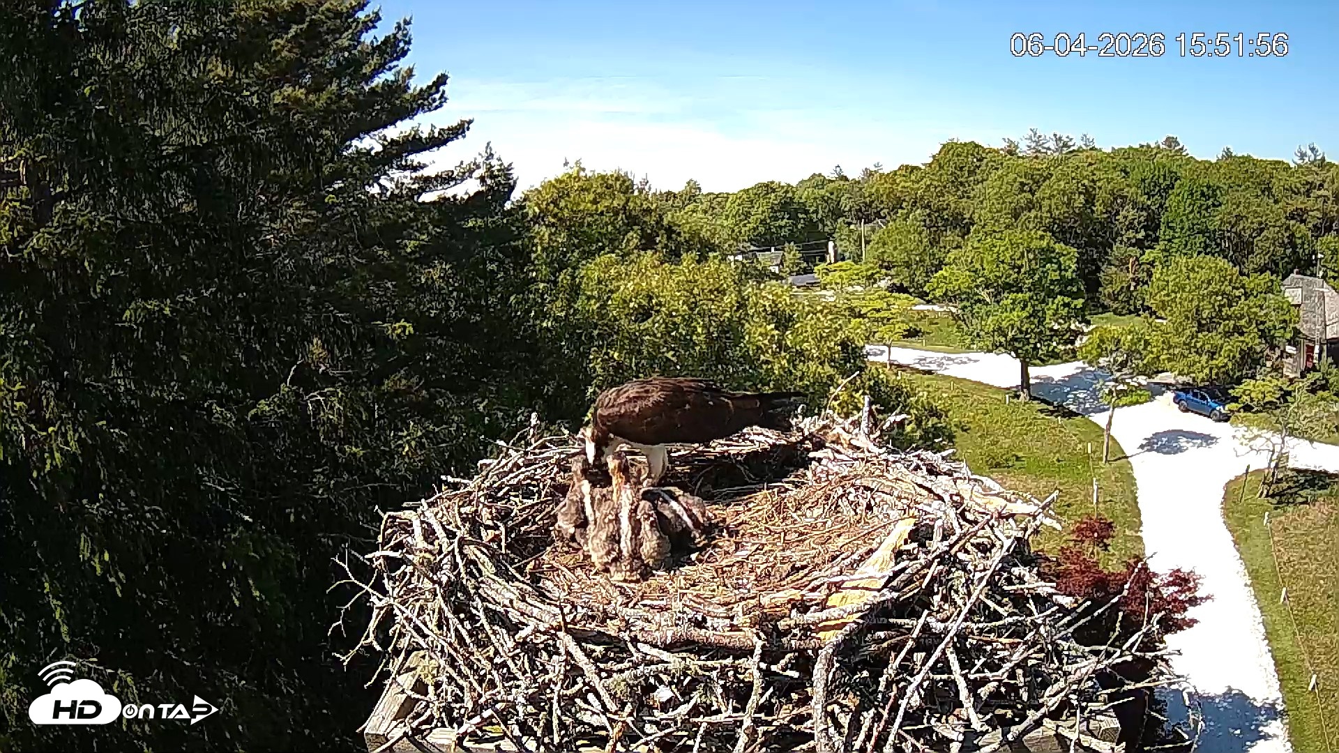 Snapshot of Mashpee Natl. Wildlife Refuge Live Osprey Cam taken Jun 4, 2026, 3:54pm EDT