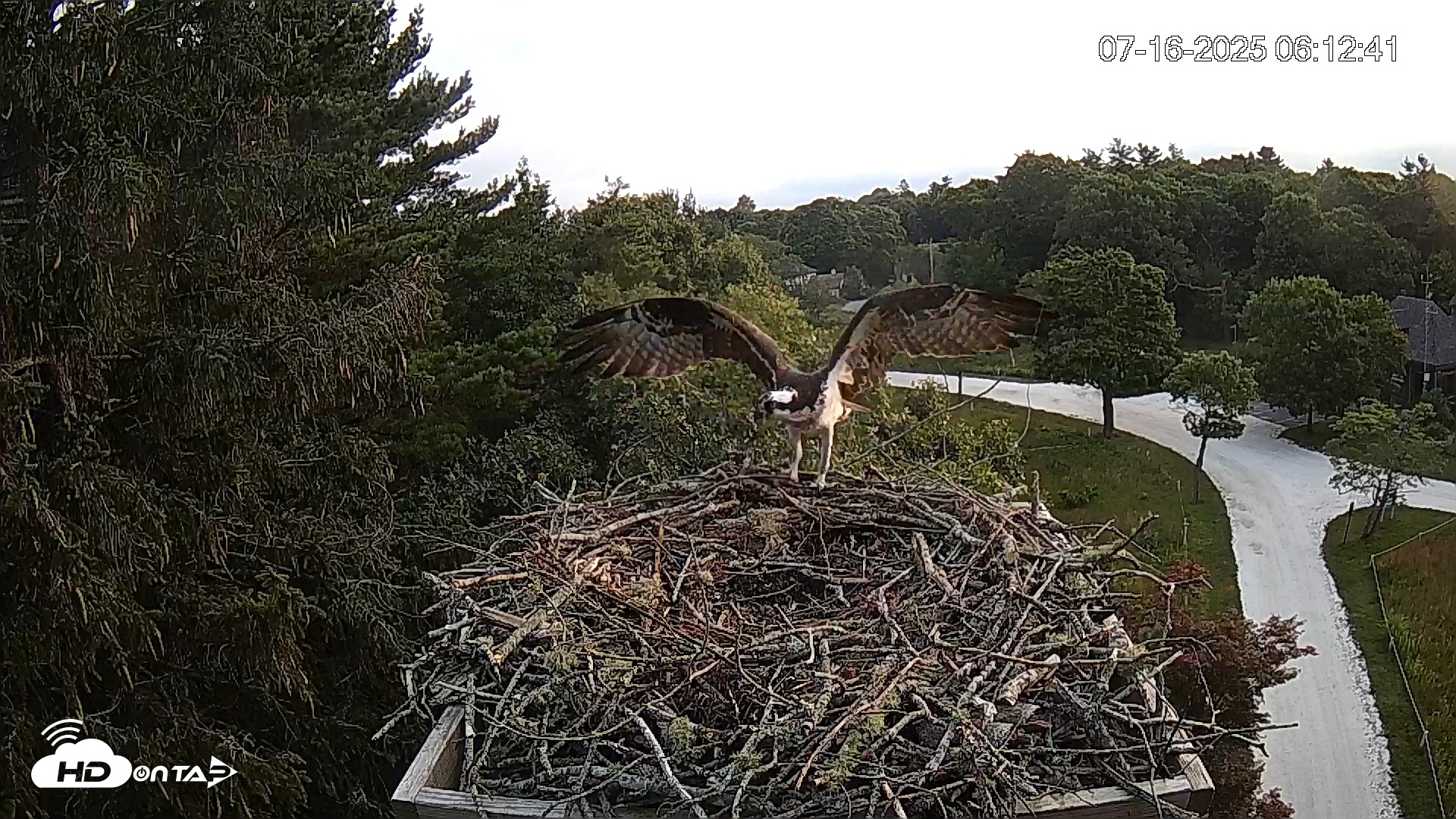 Snapshot of Mashpee Natl. Wildlife Refuge Live Osprey Cam taken Jul 16, 2025, 7:52am EDT