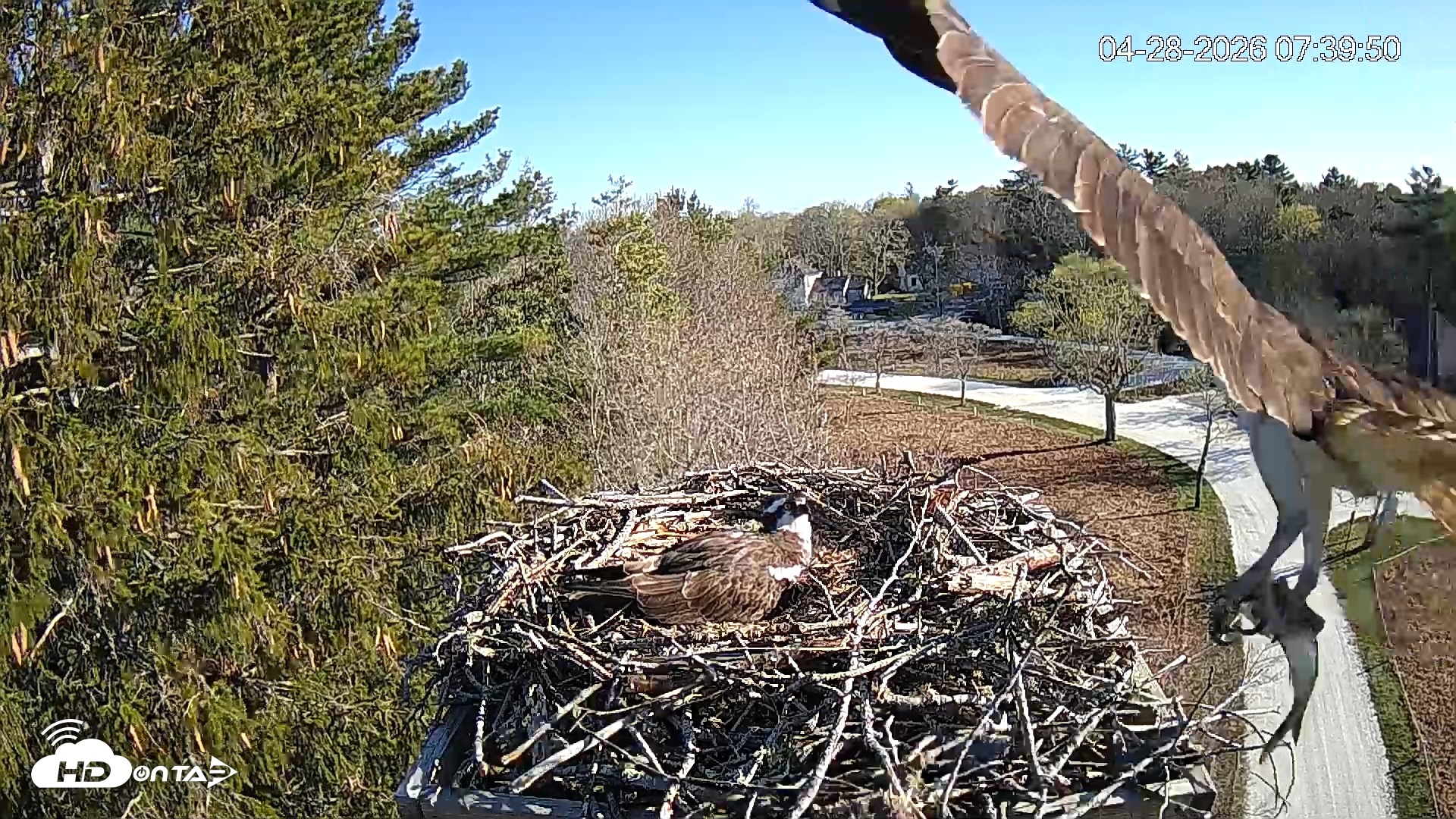 Snapshot of Mashpee Natl. Wildlife Refuge Live Osprey Cam taken Apr 28, 2026, 7:43am EDT