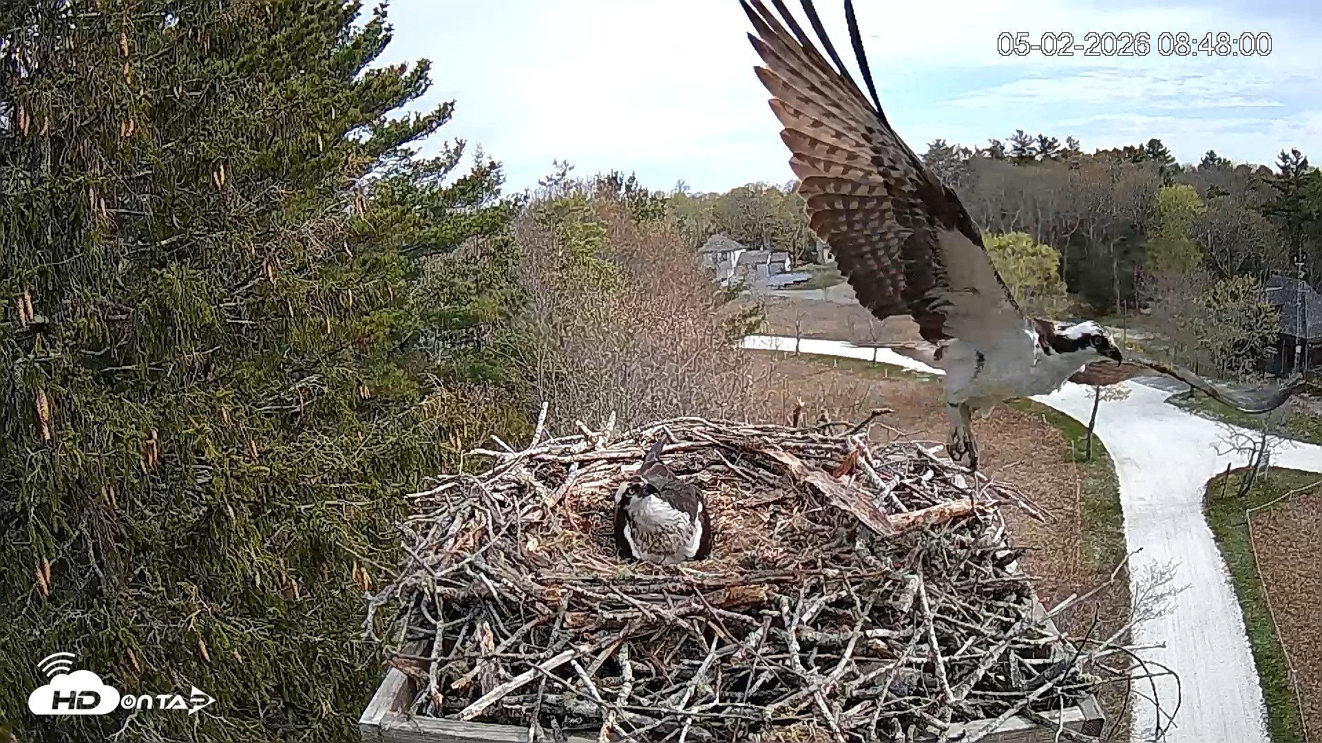 Snapshot of Mashpee Natl. Wildlife Refuge Live Osprey Cam taken May 2, 2026, 9:02am EDT