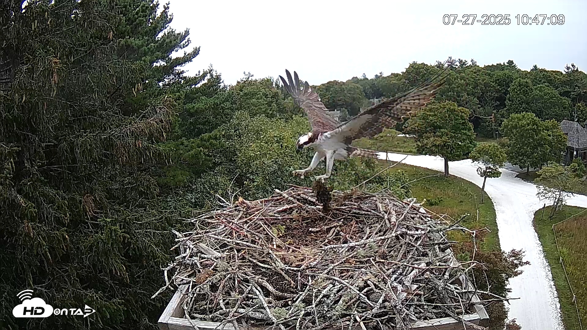 Snapshot of Mashpee Natl. Wildlife Refuge Live Osprey Cam taken Jul 27, 2025, 2:57pm EDT