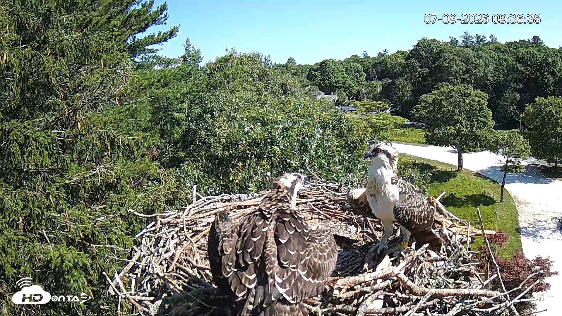 Snapshot of Mashpee Natl. Wildlife Refuge Live Osprey Cam taken Jul 9, 2026, 9:38am EDT