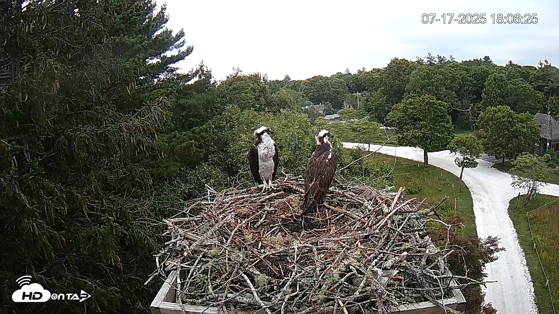 Snapshot of Mashpee Natl. Wildlife Refuge Live Osprey Cam taken Jul 17, 2025, 11:13pm EDT