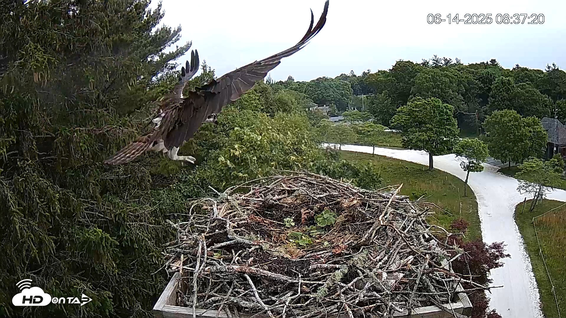 Snapshot of Mashpee Natl. Wildlife Refuge Live Osprey Cam taken Jun 14, 2025, 8:41am EDT