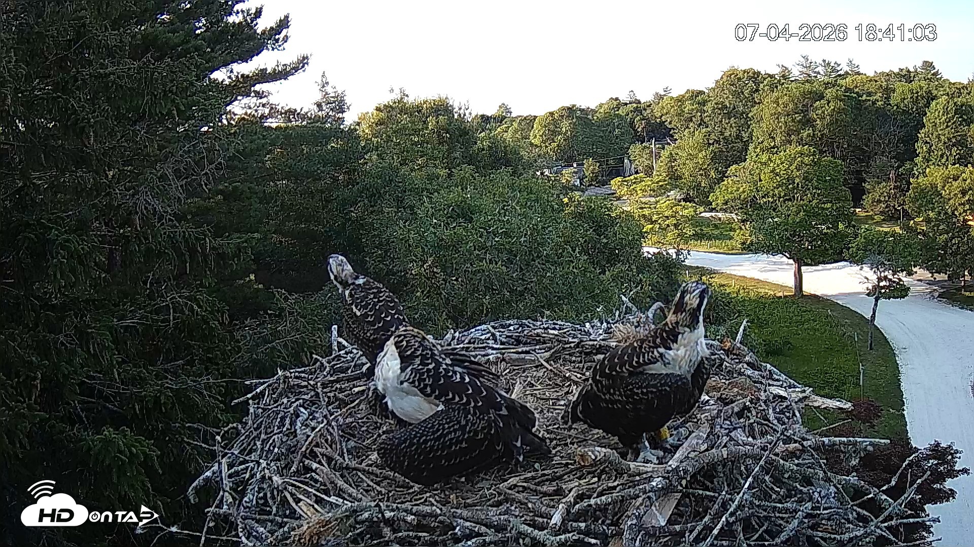 Snapshot of Mashpee Natl. Wildlife Refuge Live Osprey Cam taken Jul 4, 2026, 6:40pm EDT